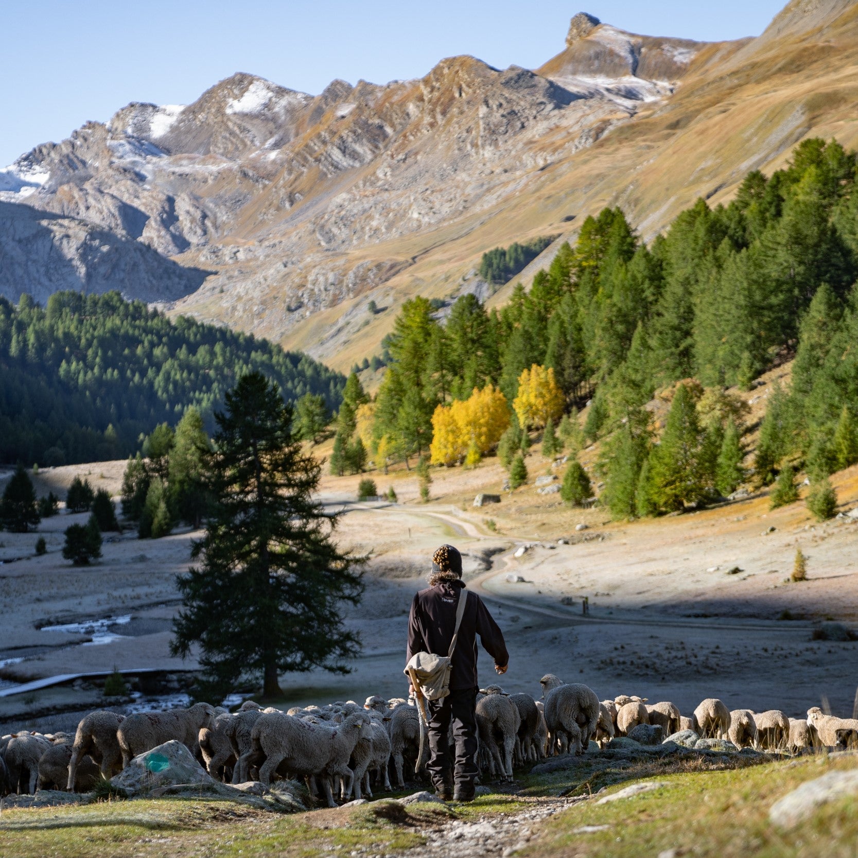 Uncovering Merino d'Arles - PT1