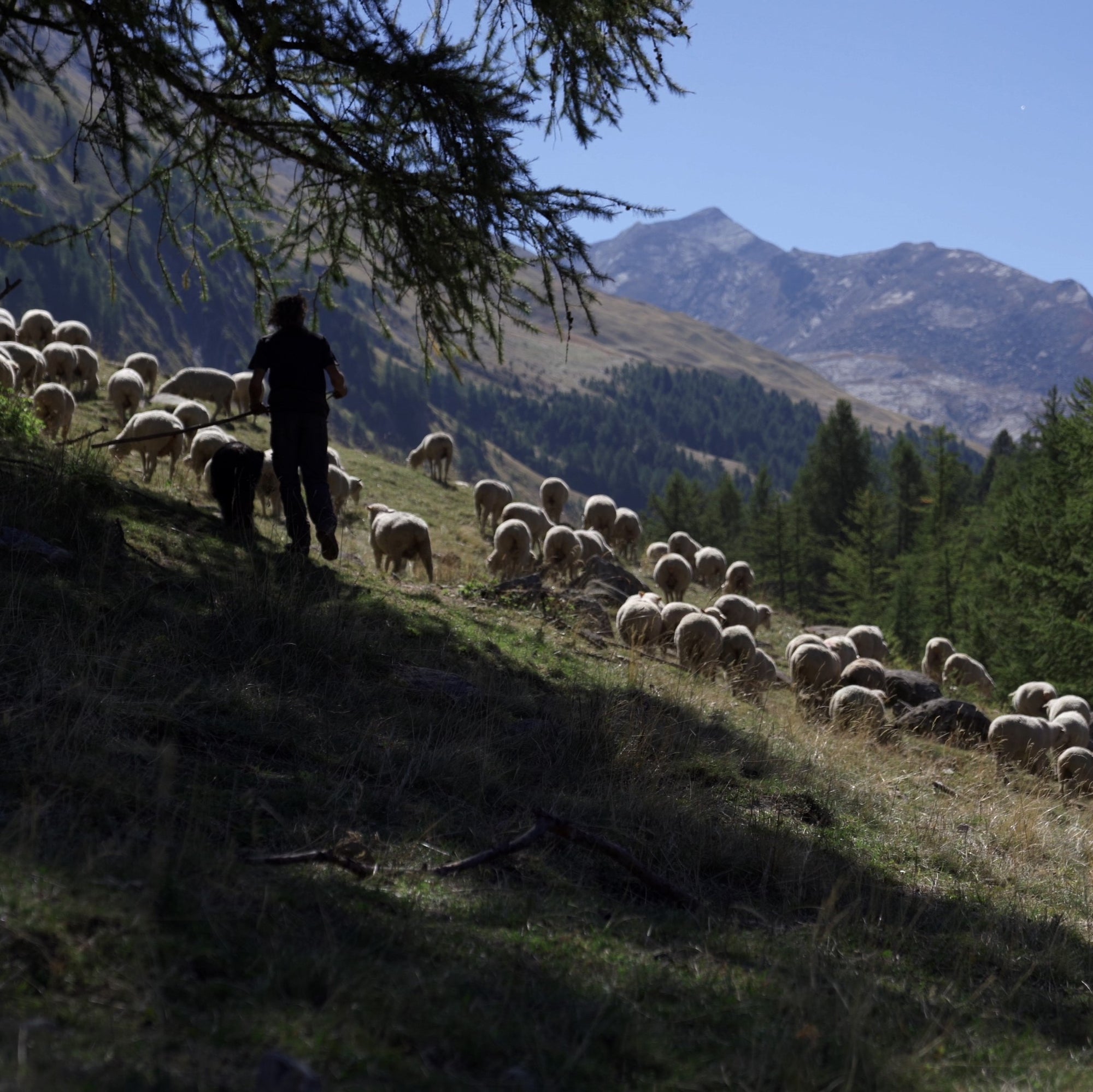 Uncovering Merino d'Arles PT2 - Une Narration De La Source