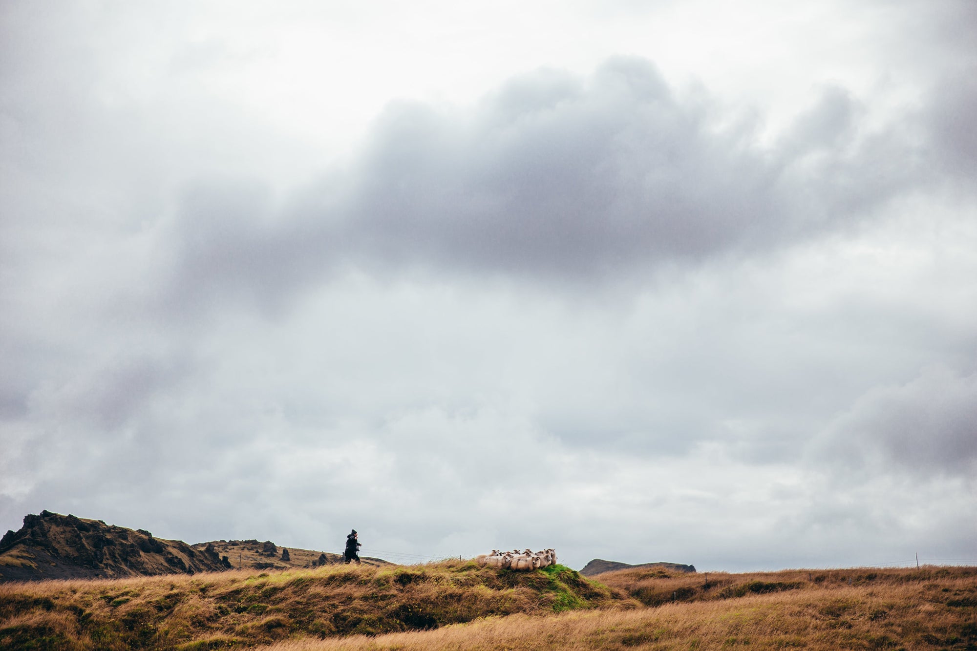 Artic Grasslands with shepherd and flock of Merino Sheep