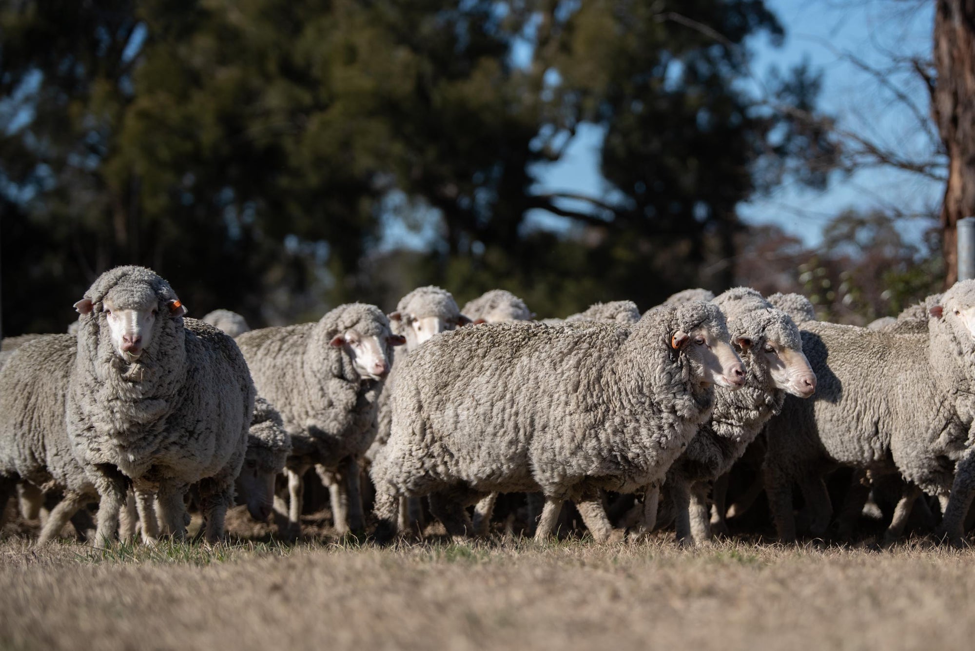 Flock of Merino sheep roaming on the meadow of the Congi Station