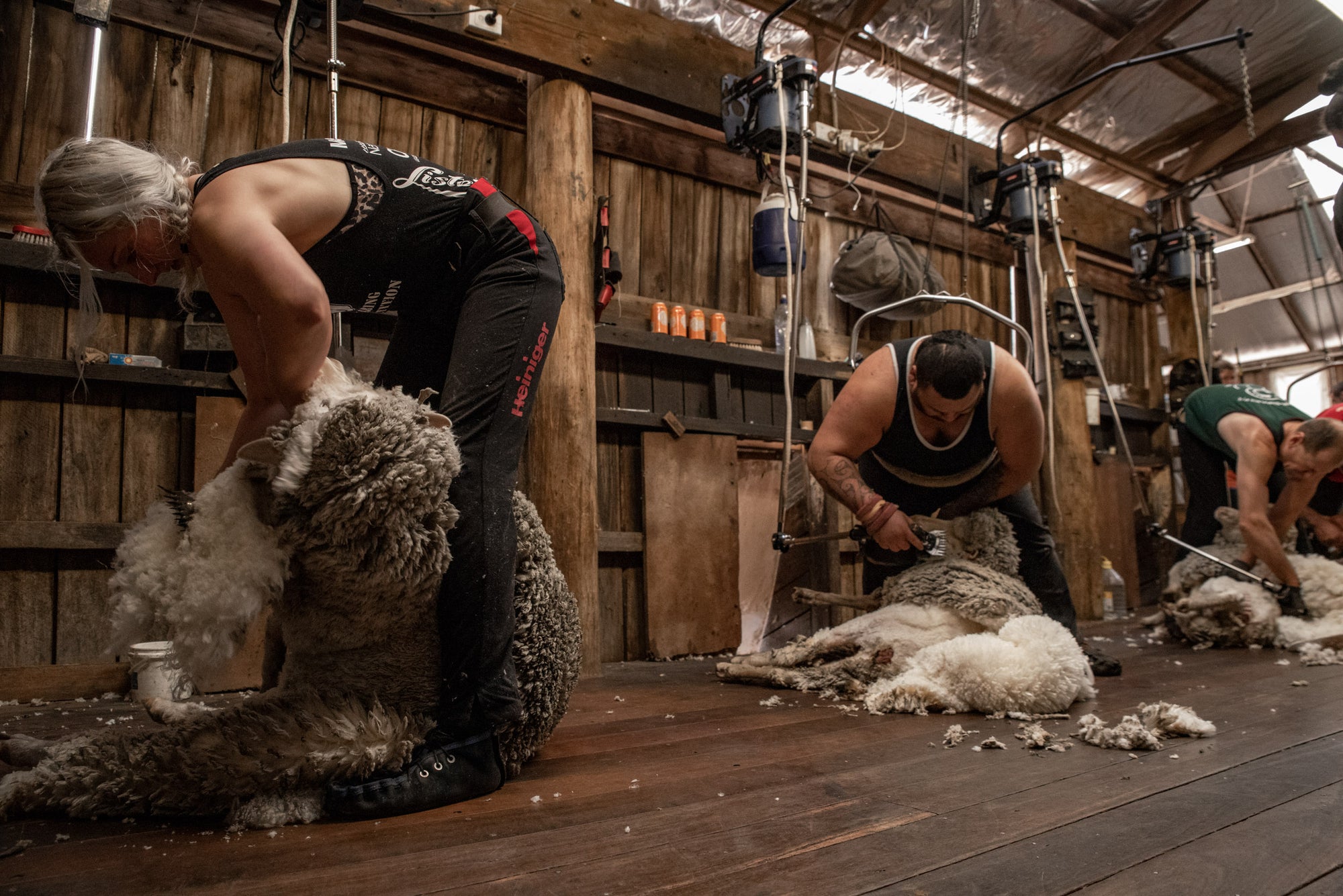 Three persons in a shed, shearing a Merino sheep at the Congi station