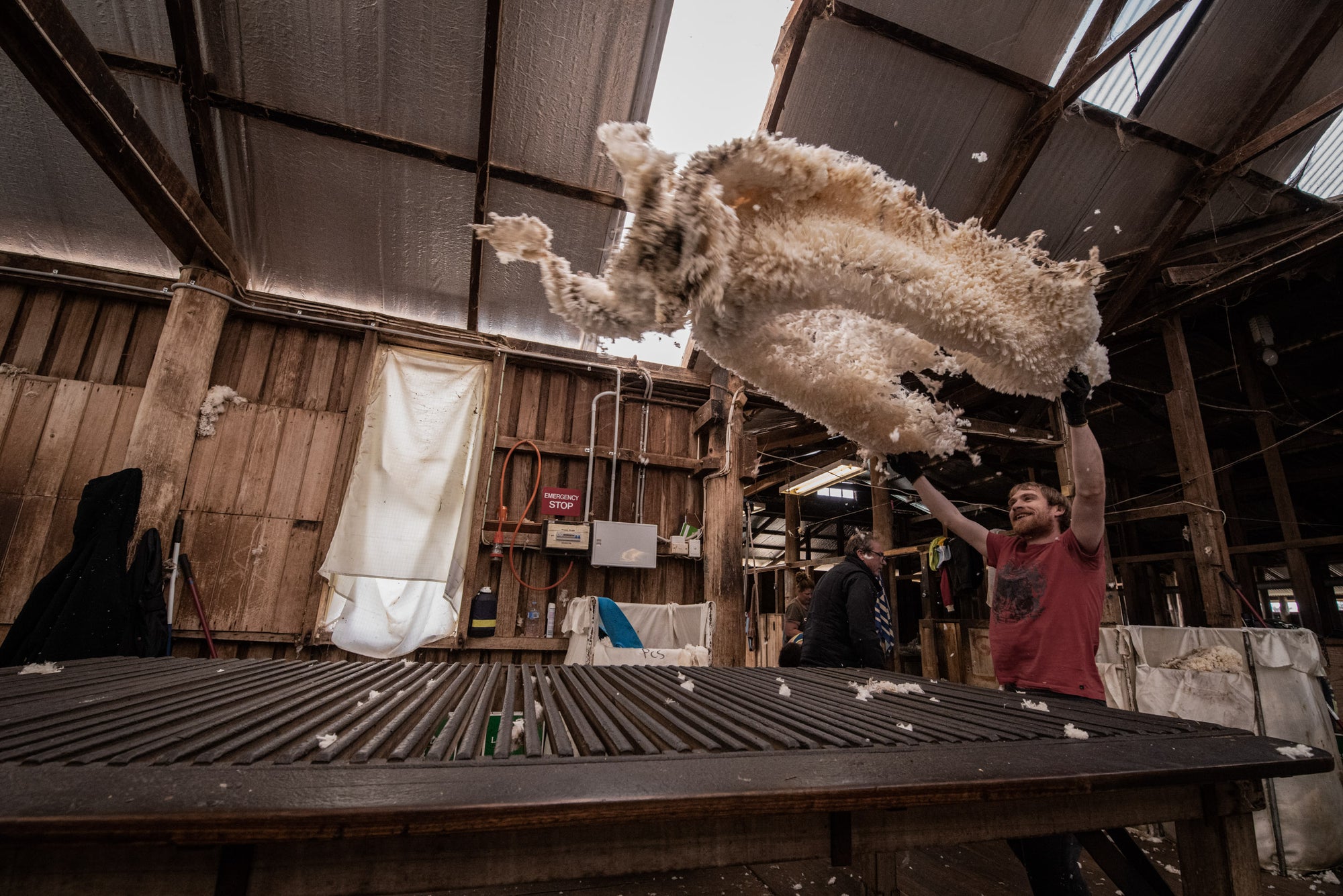 Man throwing a Merino fleece on a sorting table