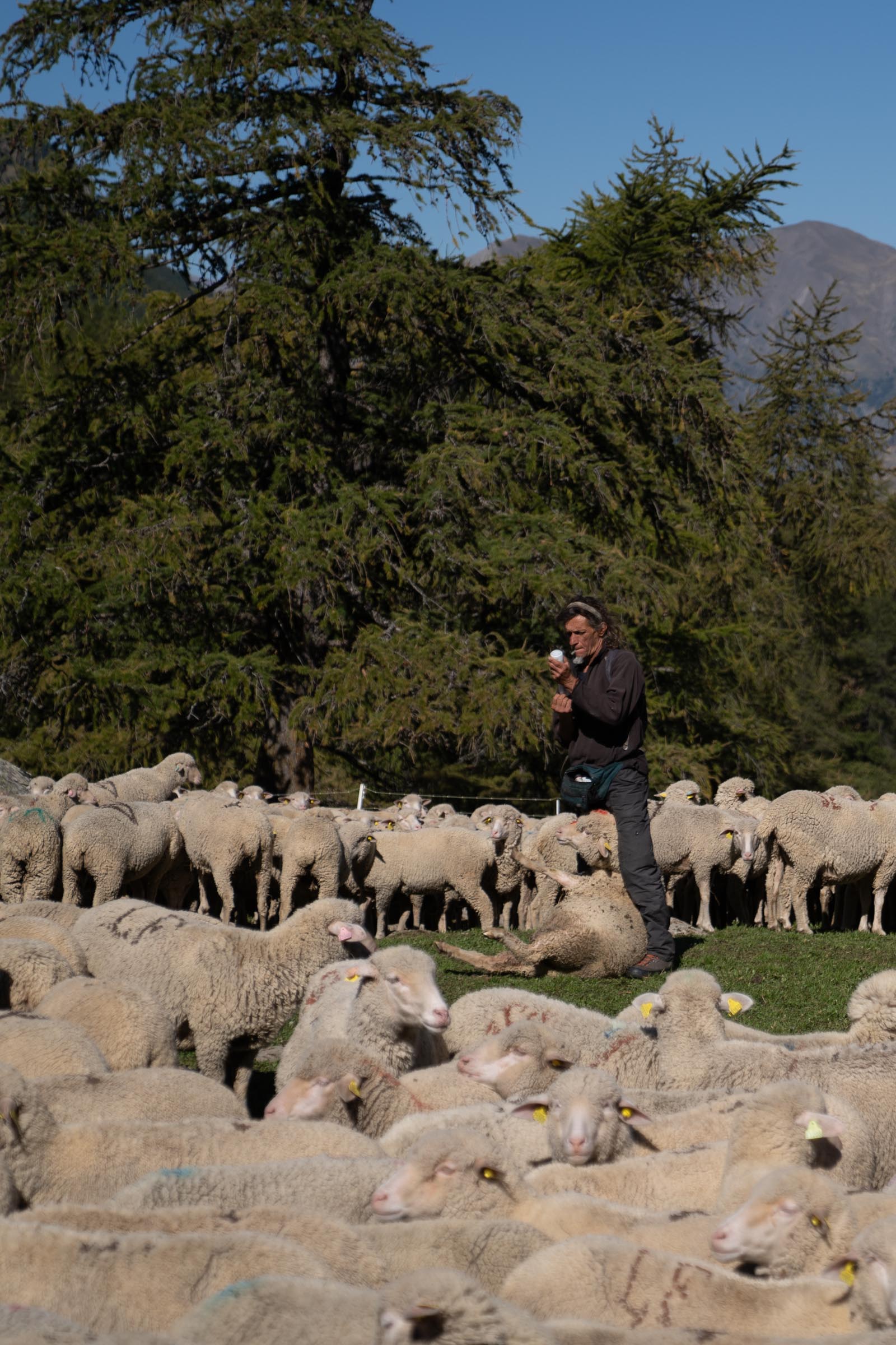 A shepherd showcasing good husbandry by taking care of his Merino d'Arles sheep.