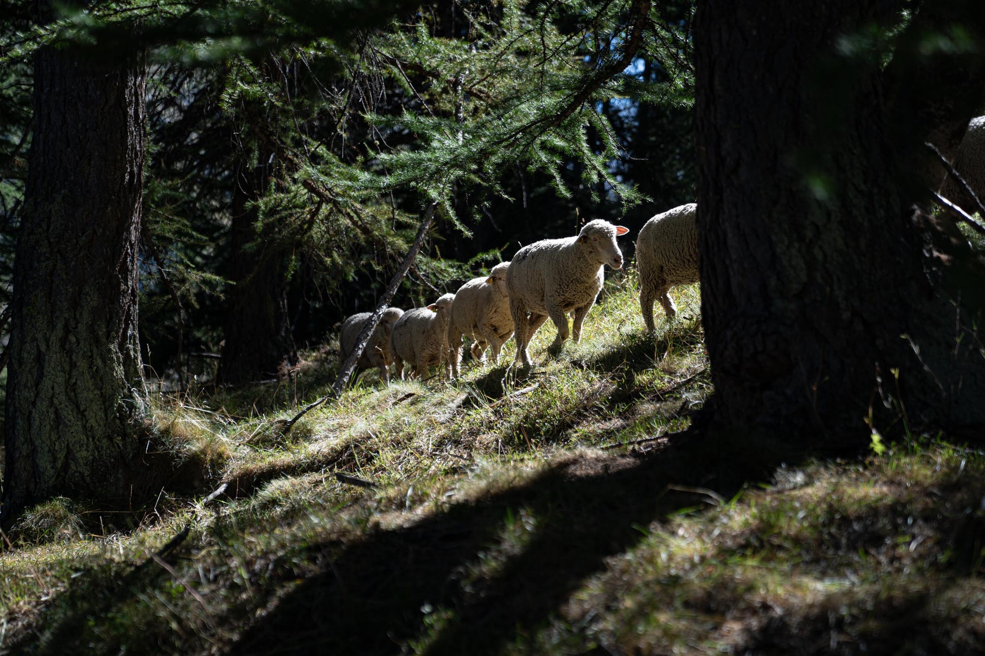 Merino d'Arles sheep grazing in the woods on a mountain slope