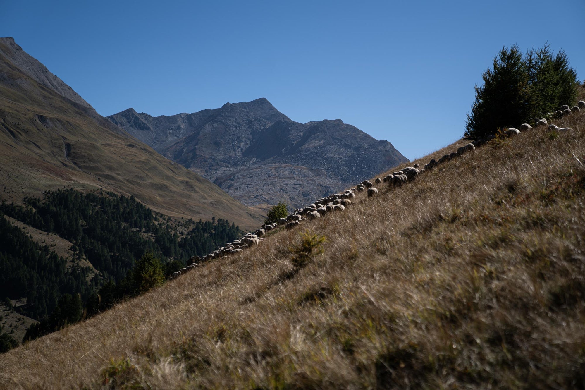Merino d'Arles sheep grazing on a mountain slope with a backdrop of mountains.