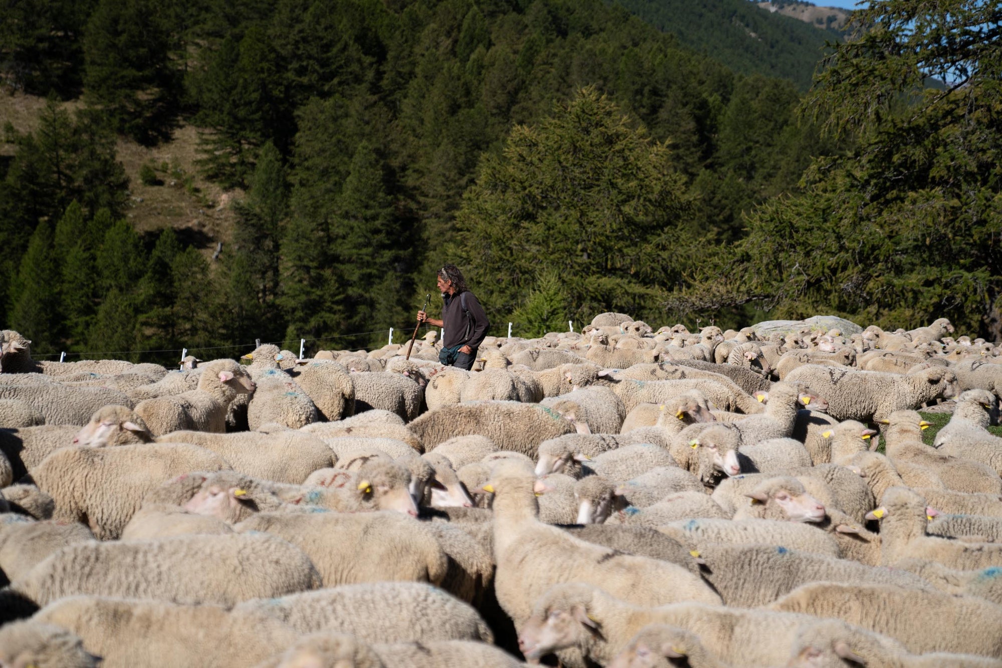 A shepherd showcasing good husbandry by inspecting of his flock of Merino d'Arles sheep.