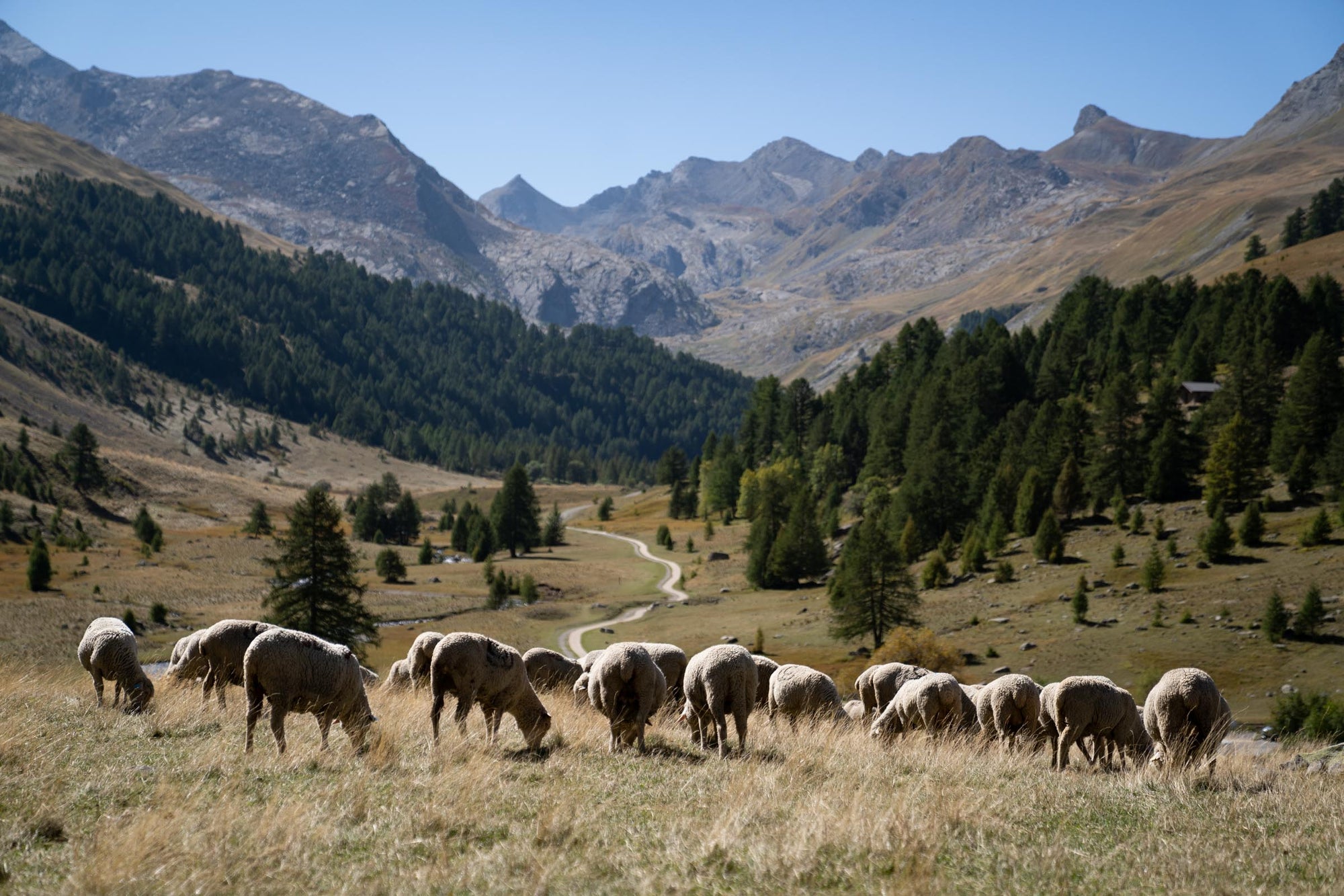 Merino d'Arles sheep grazing on a the plains of Vallon the Lauzanier with a backdrop of mountains.