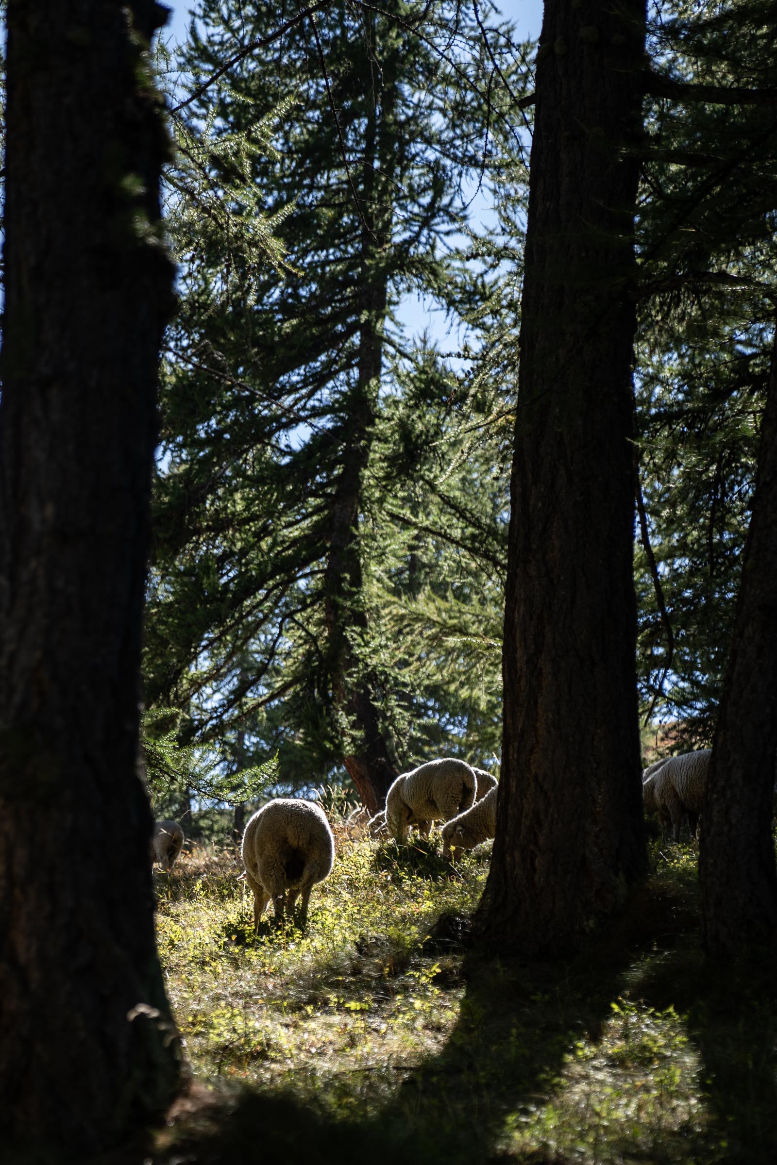 Merino d'Arles sheep grazing in the woods on a mountain slope