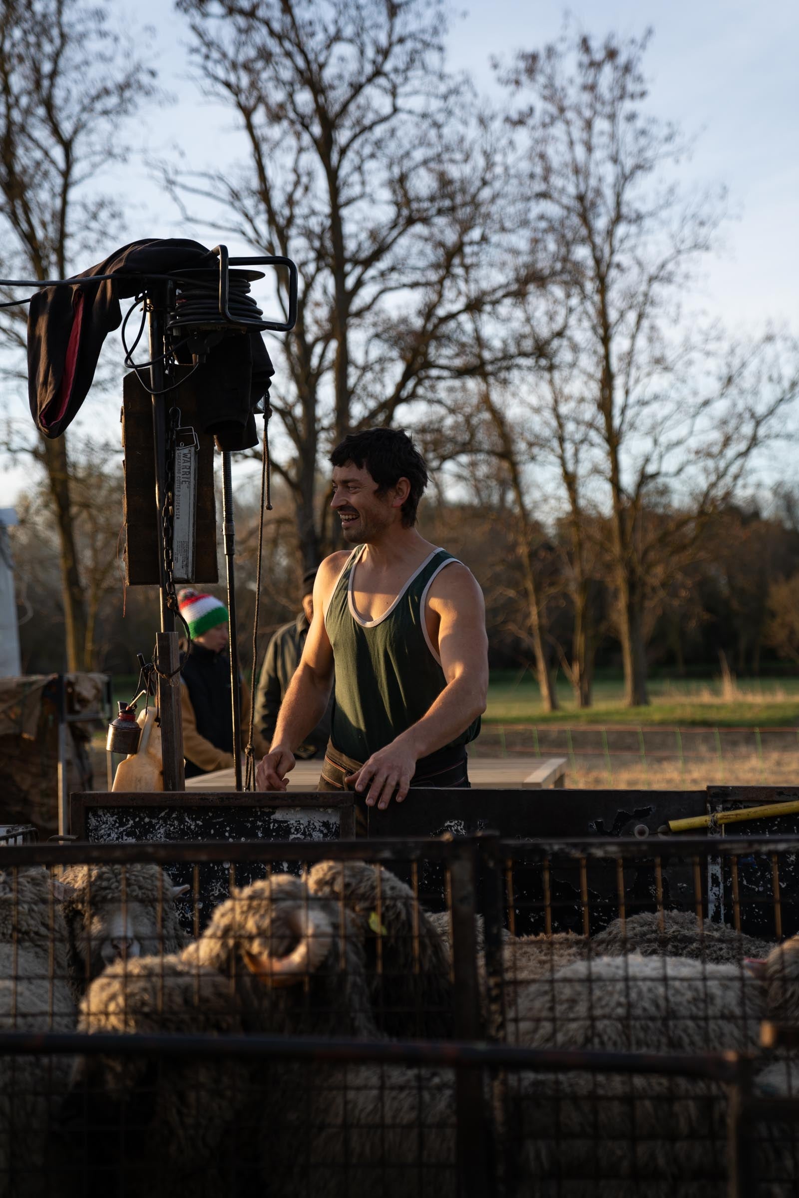 A shearer in the morning sun, preparing to take the first sheep from the pen for shearing.