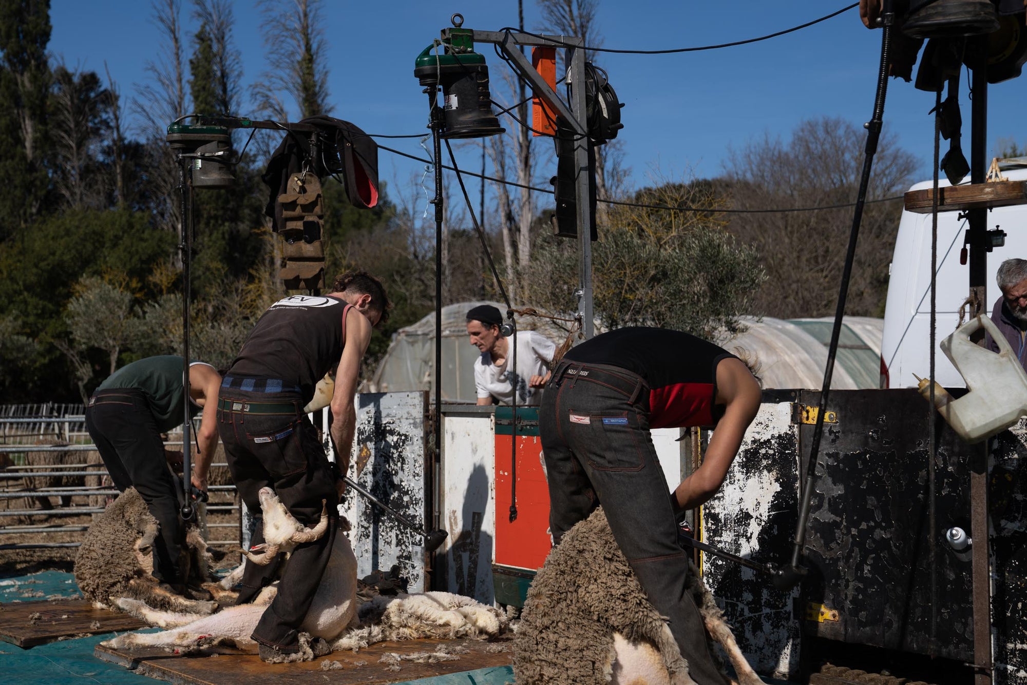 Three shearers at their stations shearing a sheep from the Merino d'Arles breed.