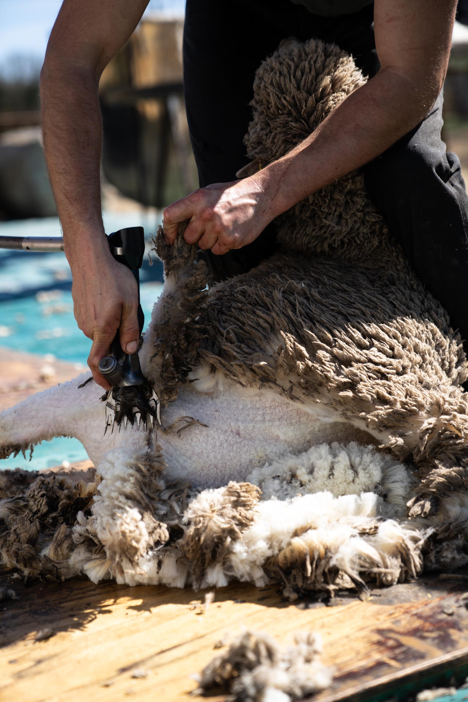 Close up of a shearer shearing a sheep