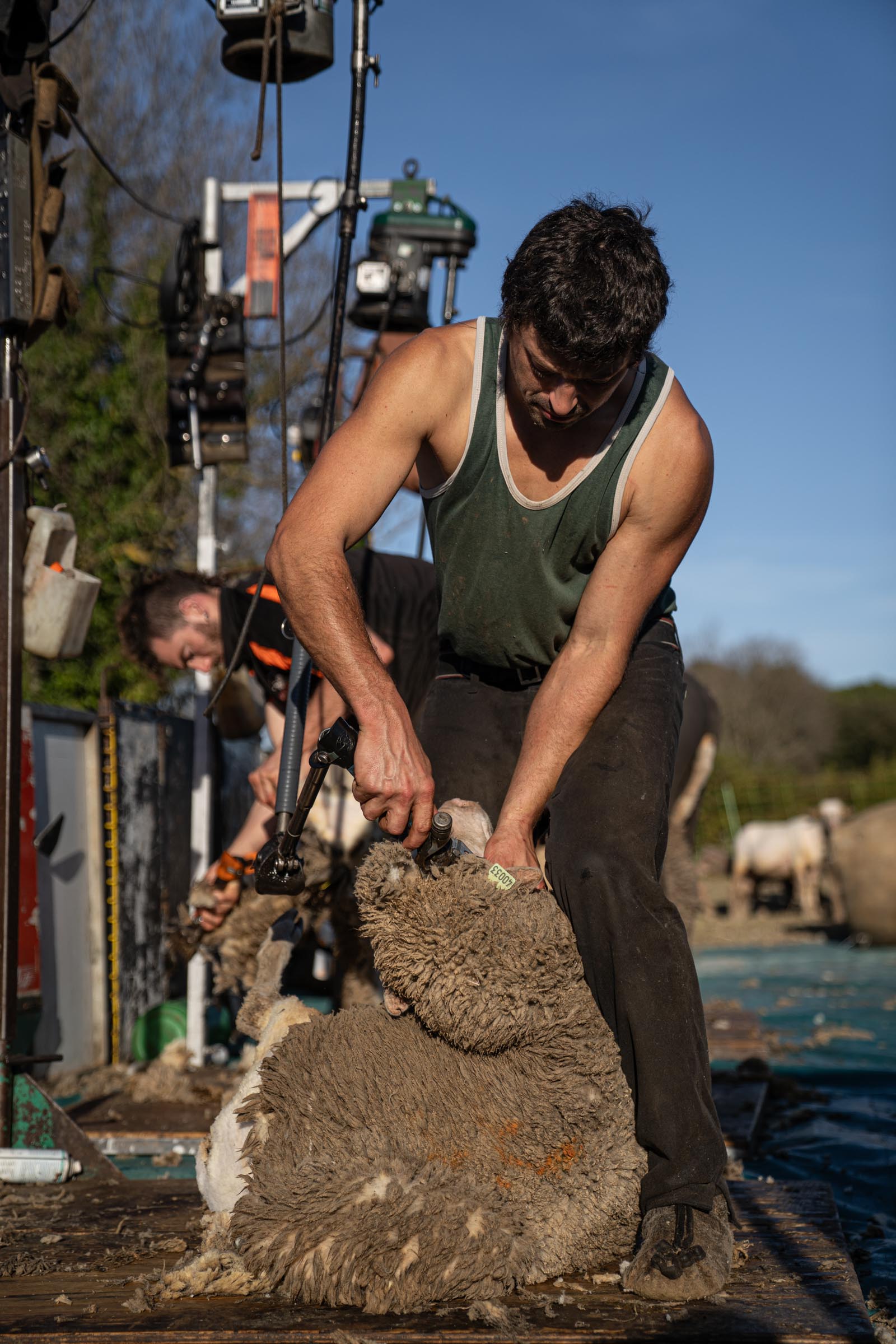 A shearer shearing a Merino d'Arles sheep