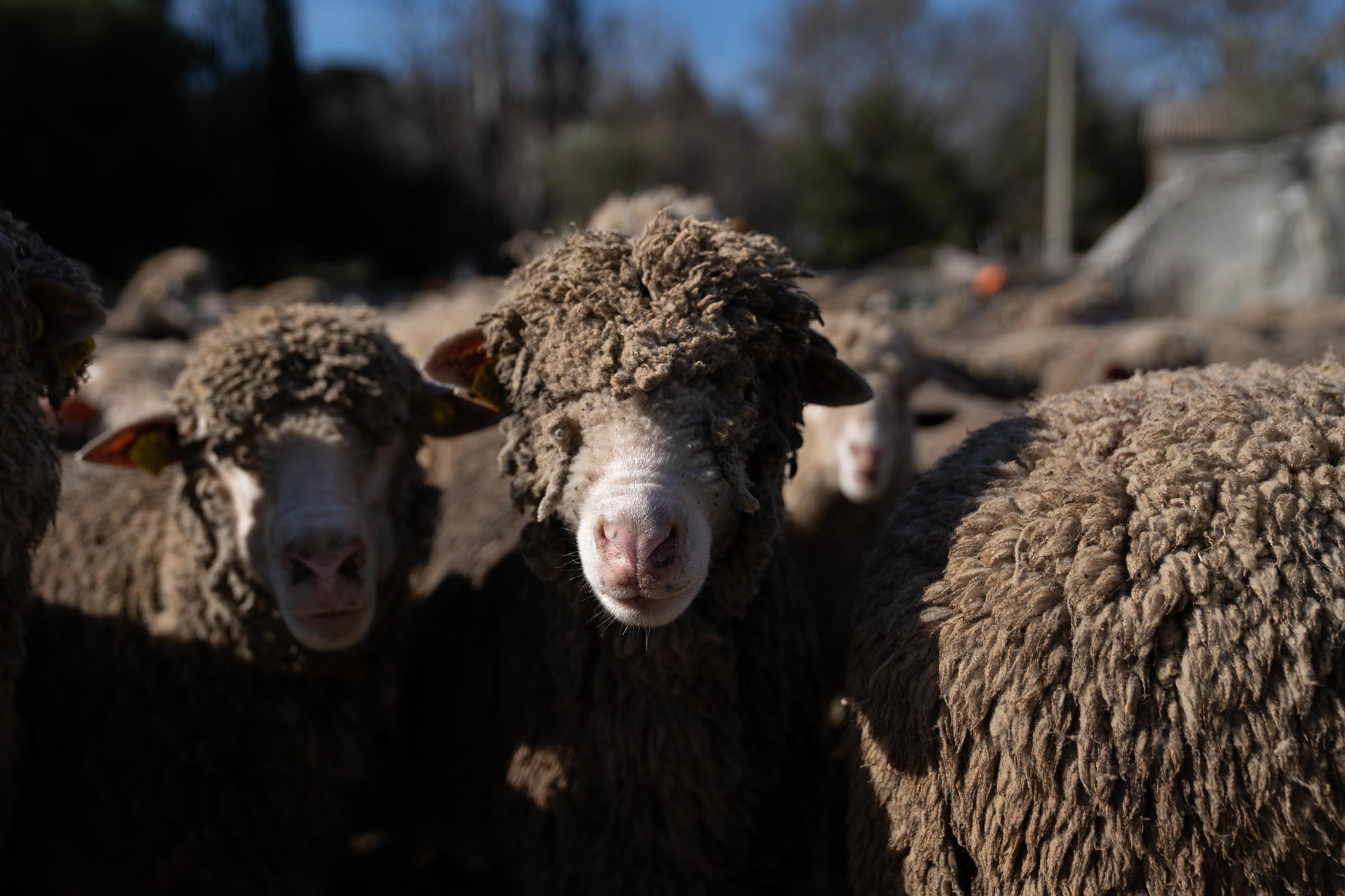 A close up of Merino d'Arles sheep looking into the camera.