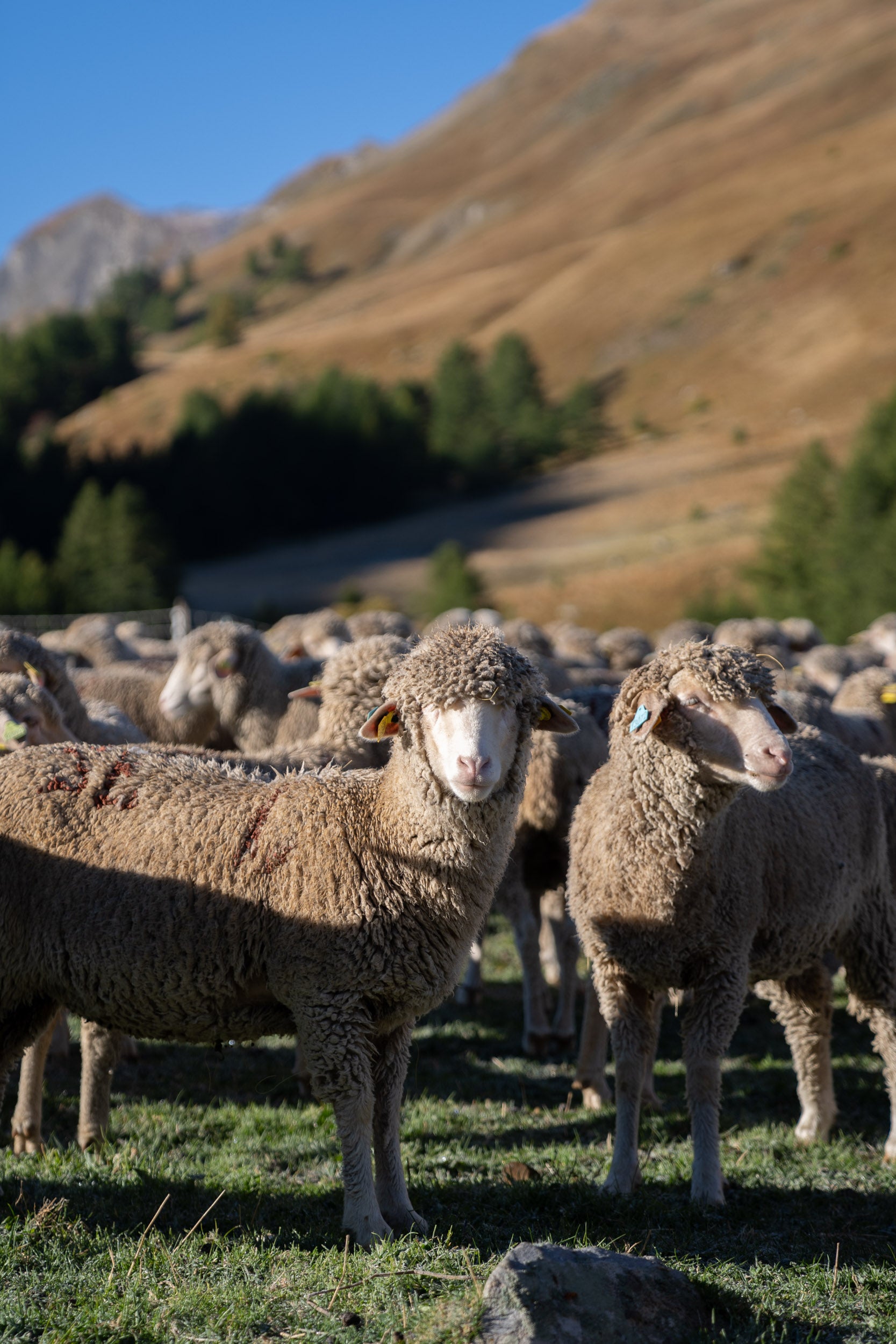 Close up of Merino d'Arles sheep looking into the camera