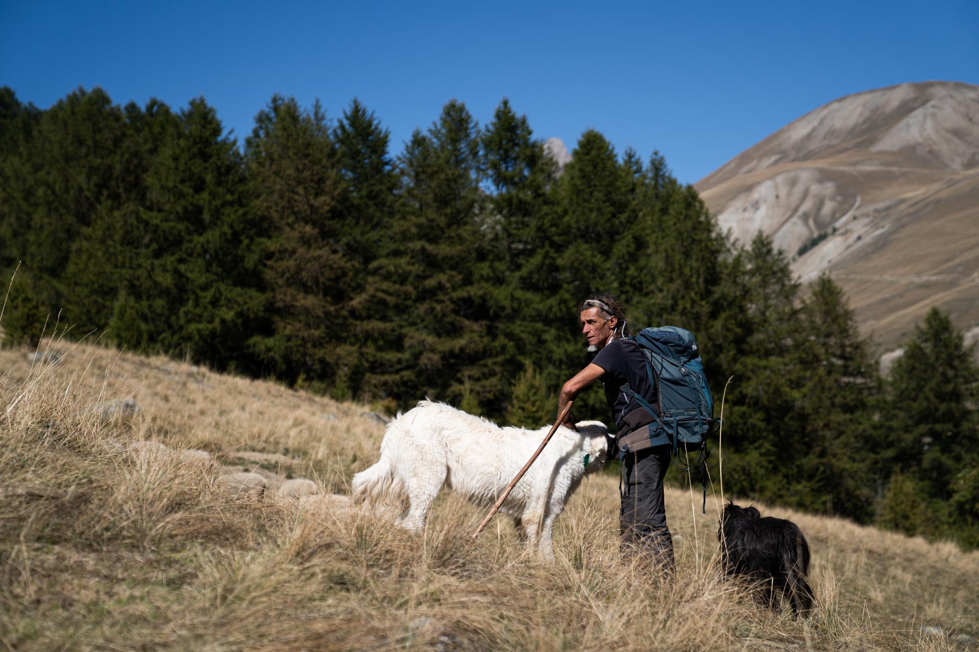A shepherd petting his Maremma sheepdog on a mountain slope