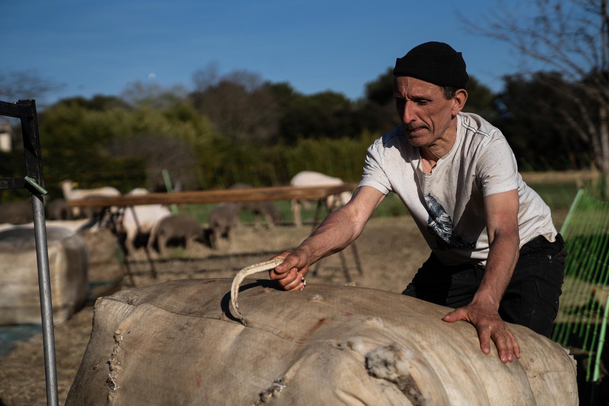 A man rolling a full bale of wool with a rural environment in the backdrop.