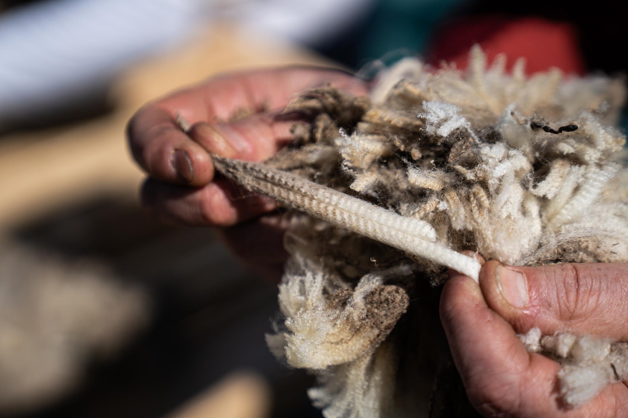 Close-up of a person inspecting the fleece of a Merino d'Arles sheep to assess fiber quality.