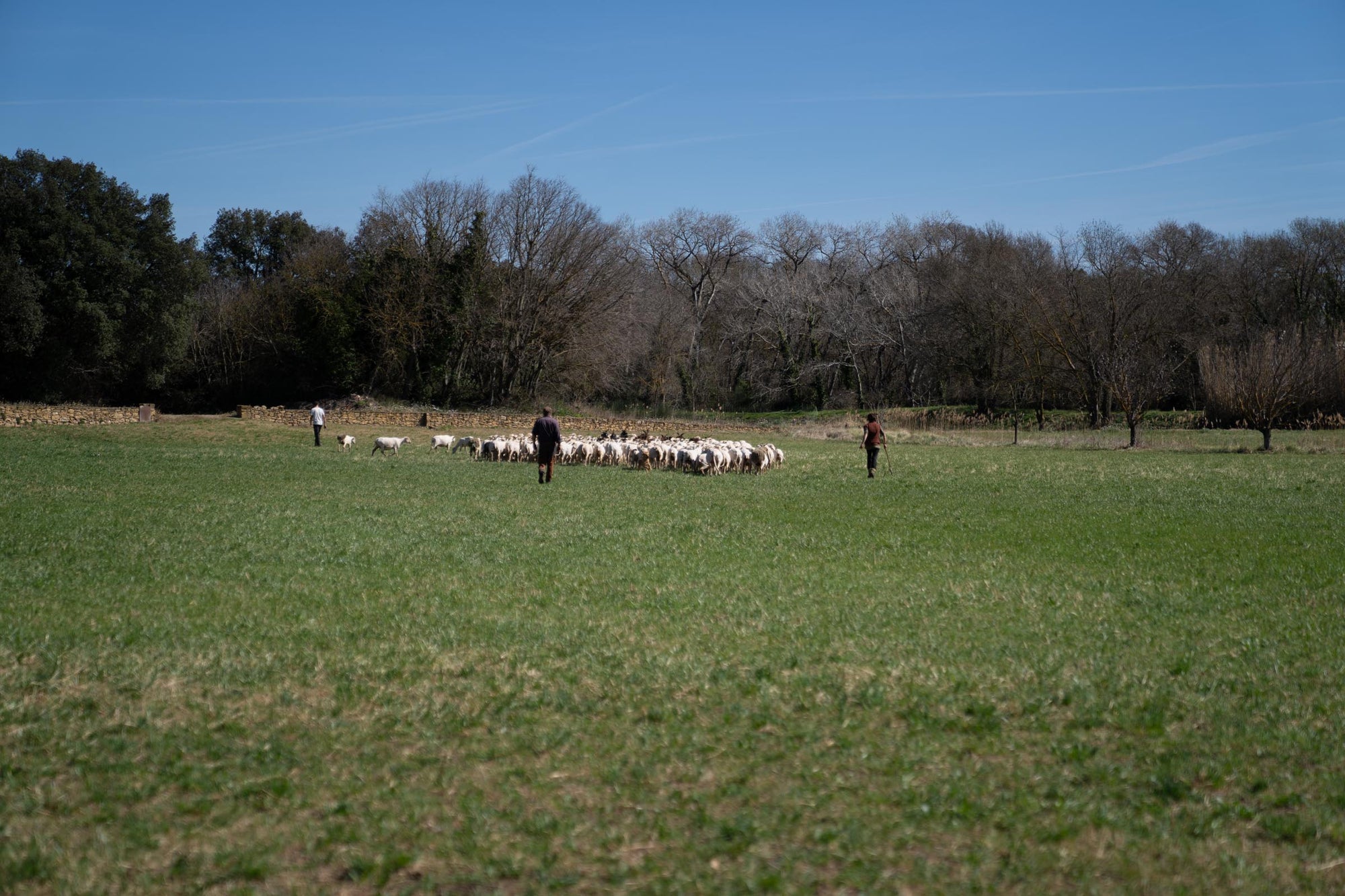 A shepherd tending to her flock of Merino d'Arles sheep in a rural pasture.