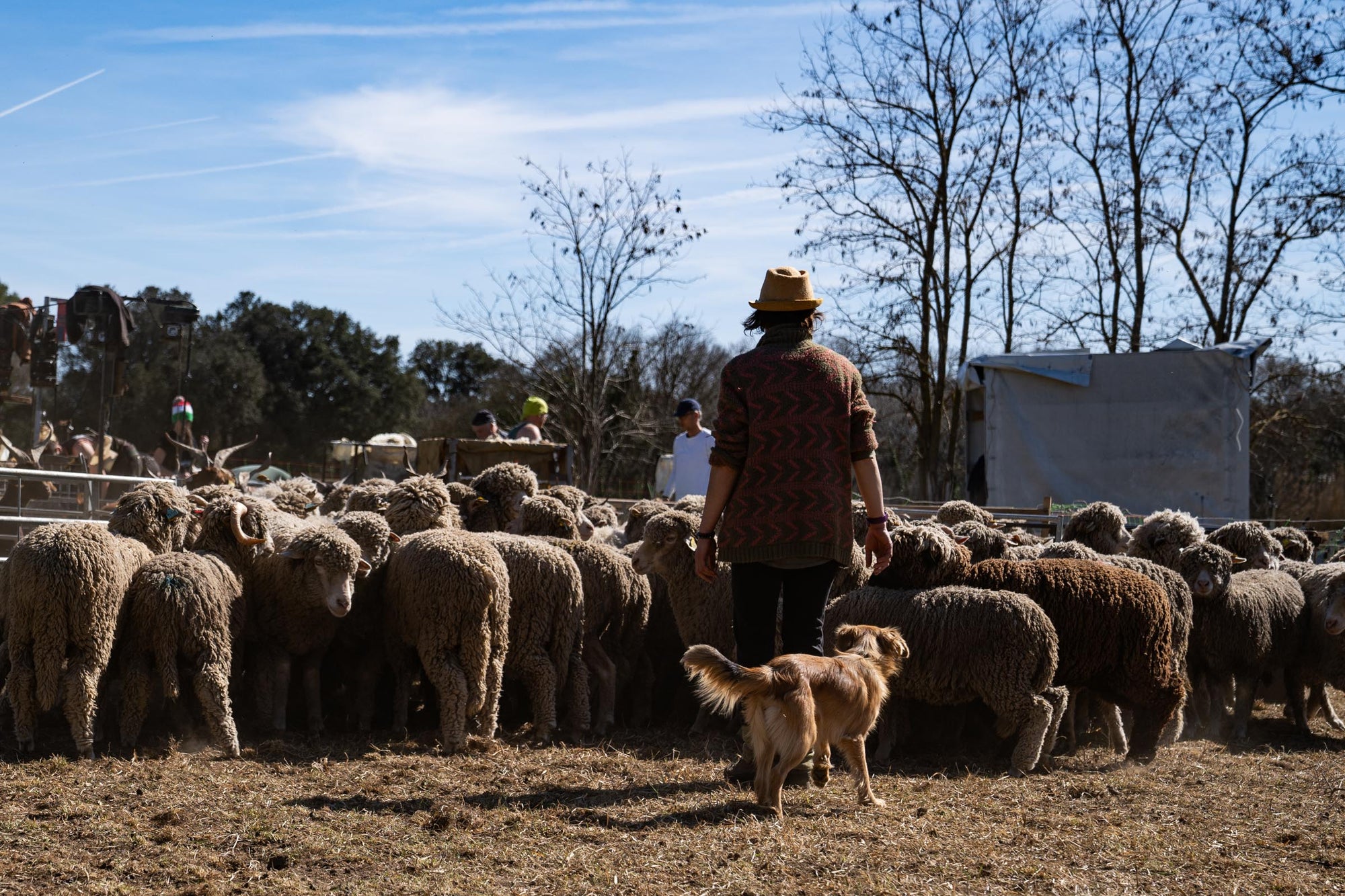 A shepherd guiding her Merino d'Arles sheep into a pen for shearing.