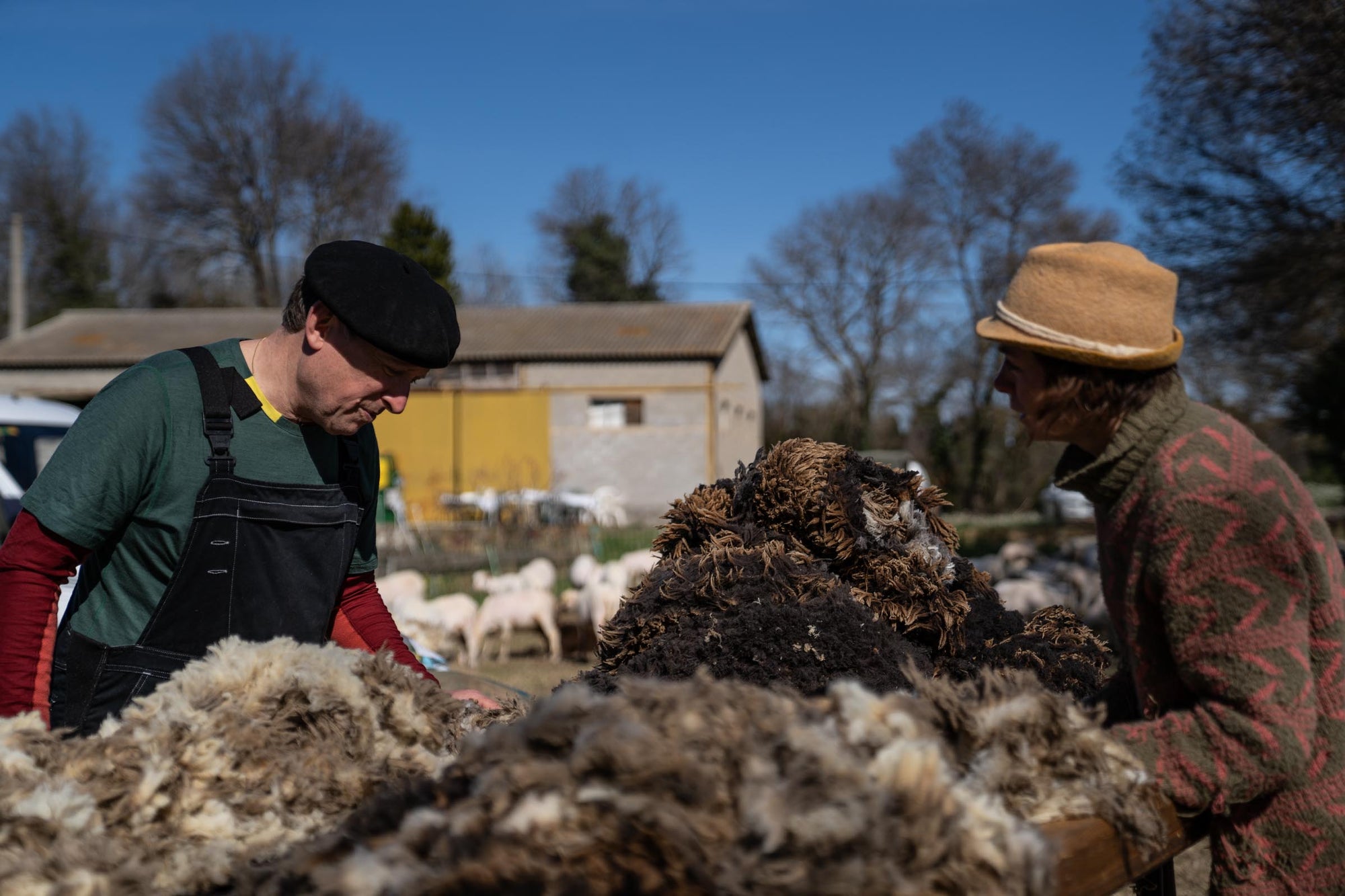 A shepherd and wool trader inspecting the quality of Merino d'Arles wool fleece on a sorting table