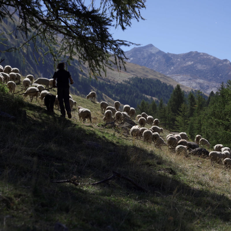 Uncovering Merino d'Arles PT2 - Une Narration De La Source