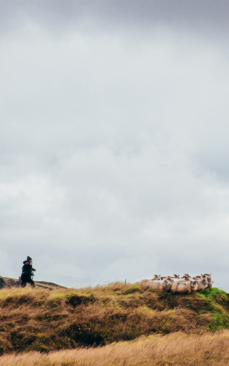 Artic Grasslands with shepherd and flock of Merino Sheep