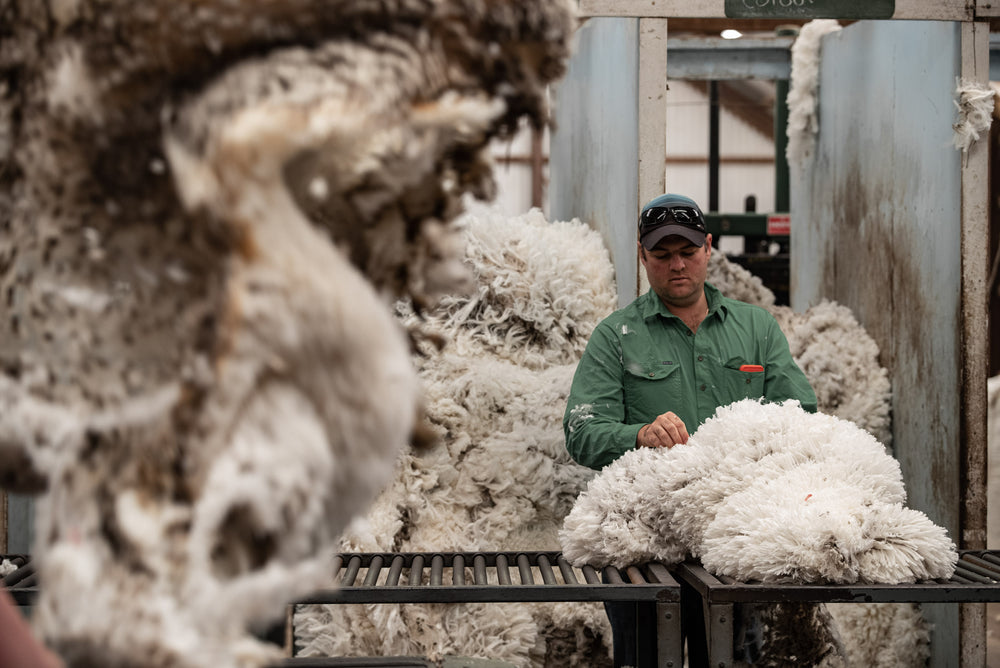An employee of the Congi Sation at a sorting table sorting Merino fleece by quality