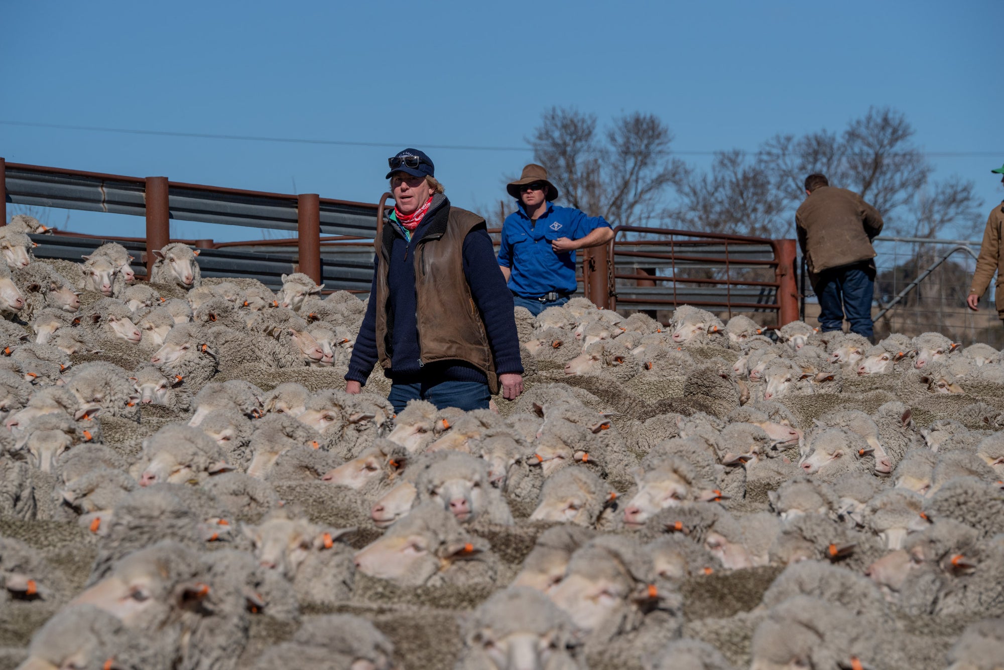 Shepherd walking through flock