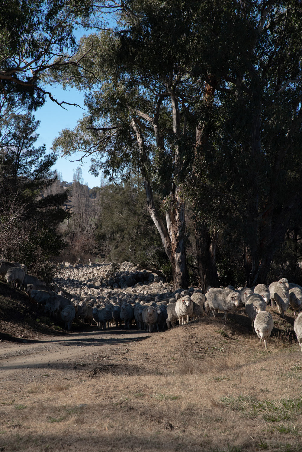 Merino sheep migrating to new pasture at the Congi Station