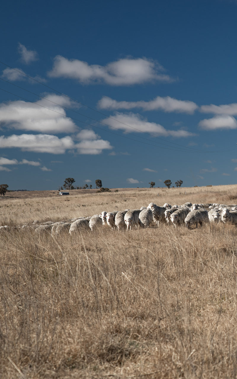A flock of Merino sheep roaming free at the Congi Station