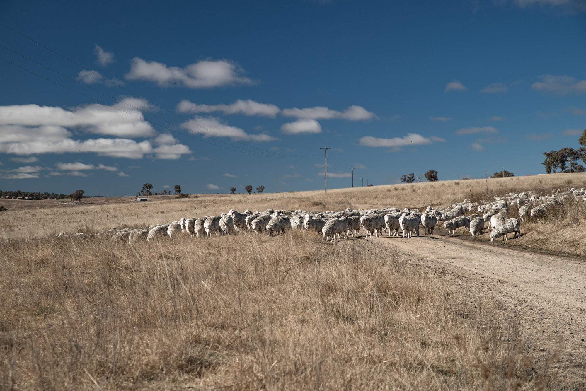 A flock of Merino sheep roaming free at the Congi Station
