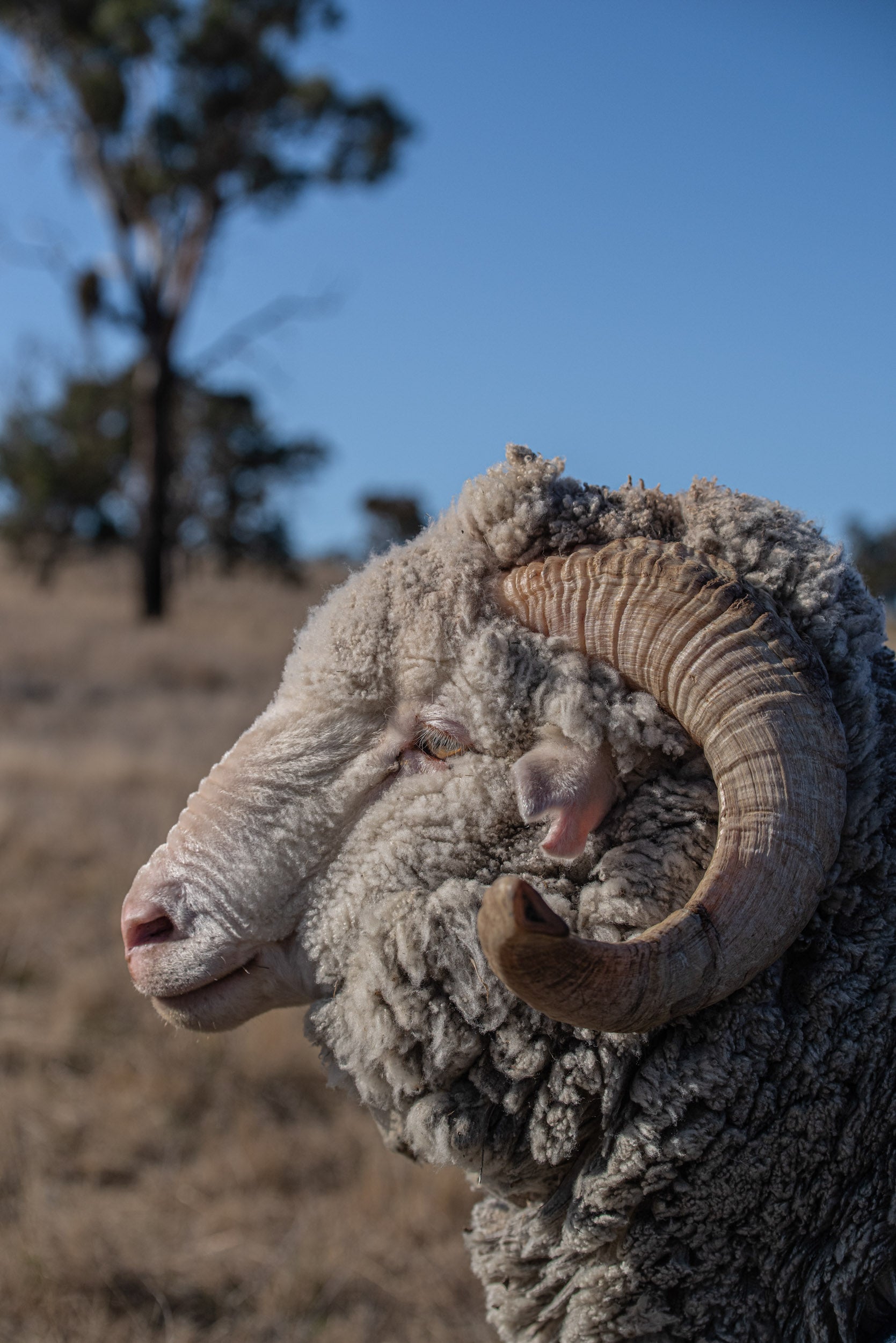 A side view close up of the head from a Merino ram Congi Station