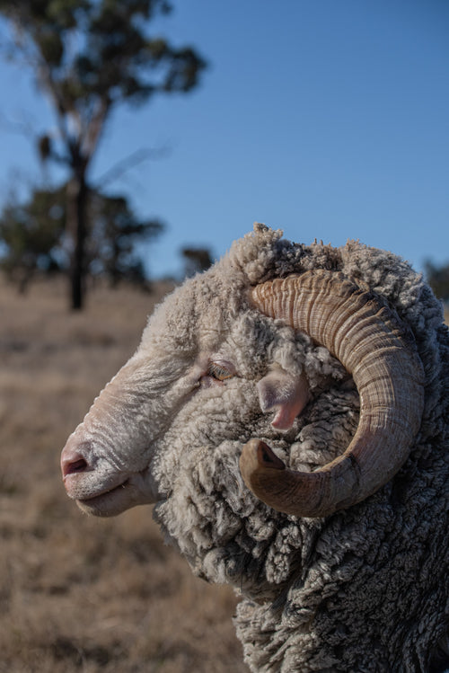 Side view close up of a Merino ram head at the Congi station