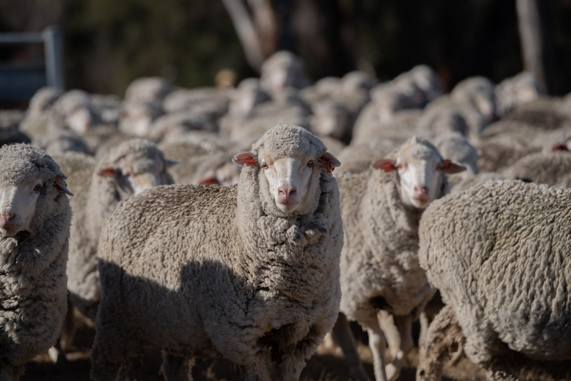 Close up of a Merino sheep staring into the camera lens at the Congi Station