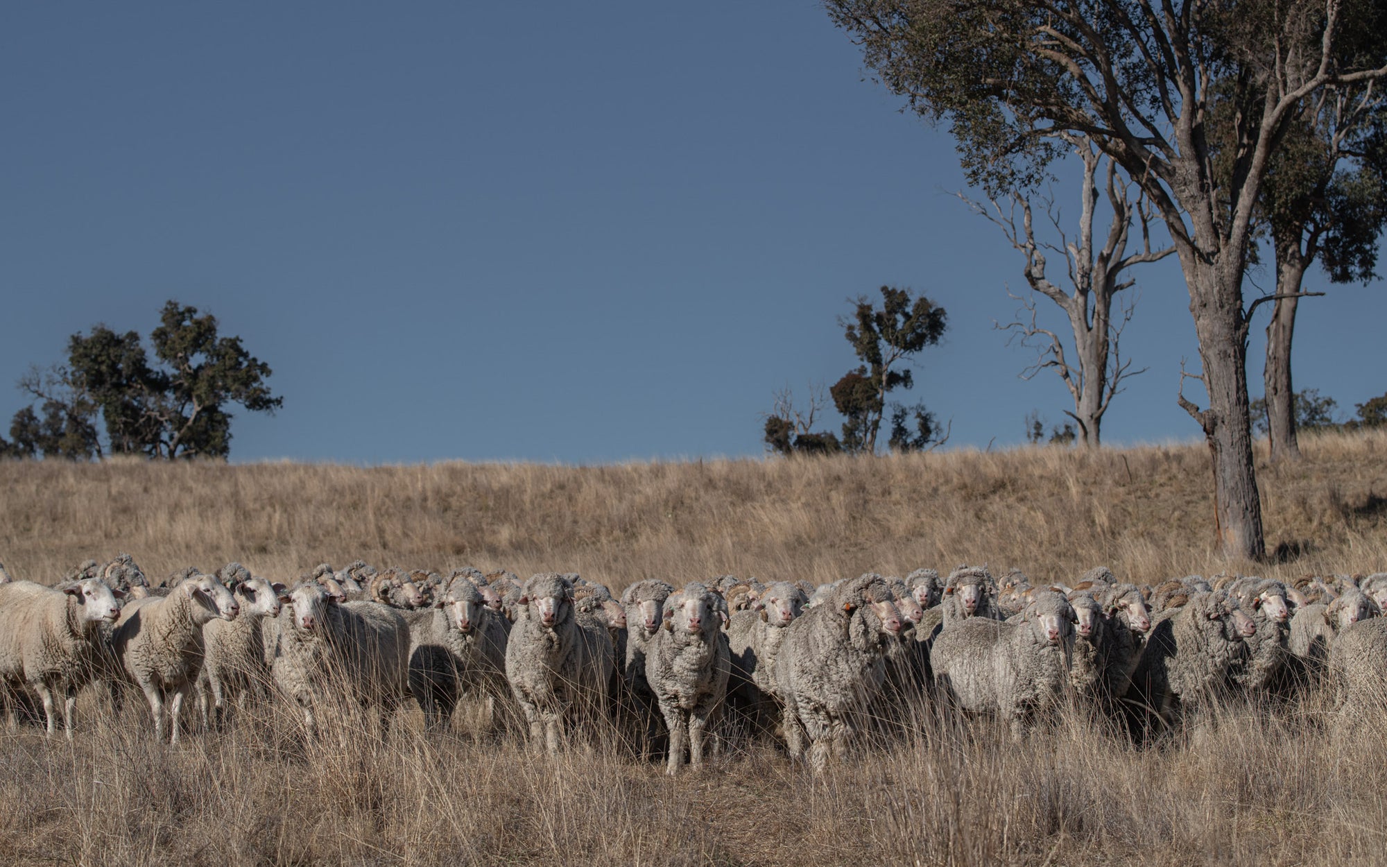 A flock of Merino rams roaming free at the Congi Station
