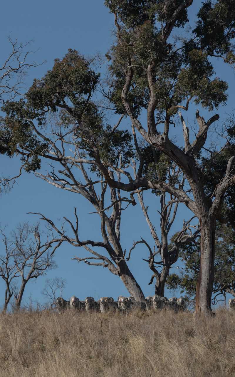 A flock of Merino sheep roaming free at the Congi Station seen from a distance