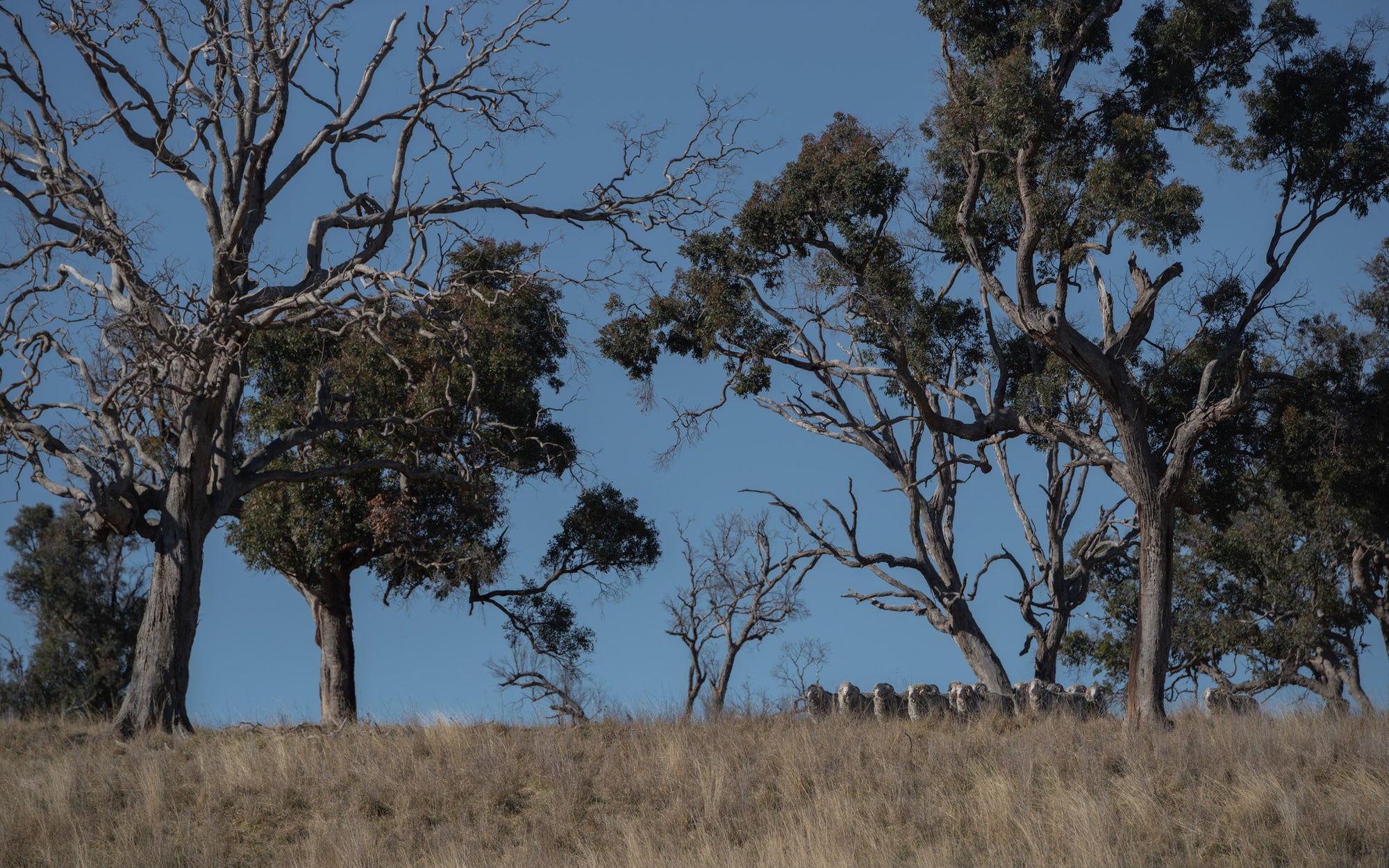 A flock of Merino sheep roaming free at the Congi Station seen from a distance