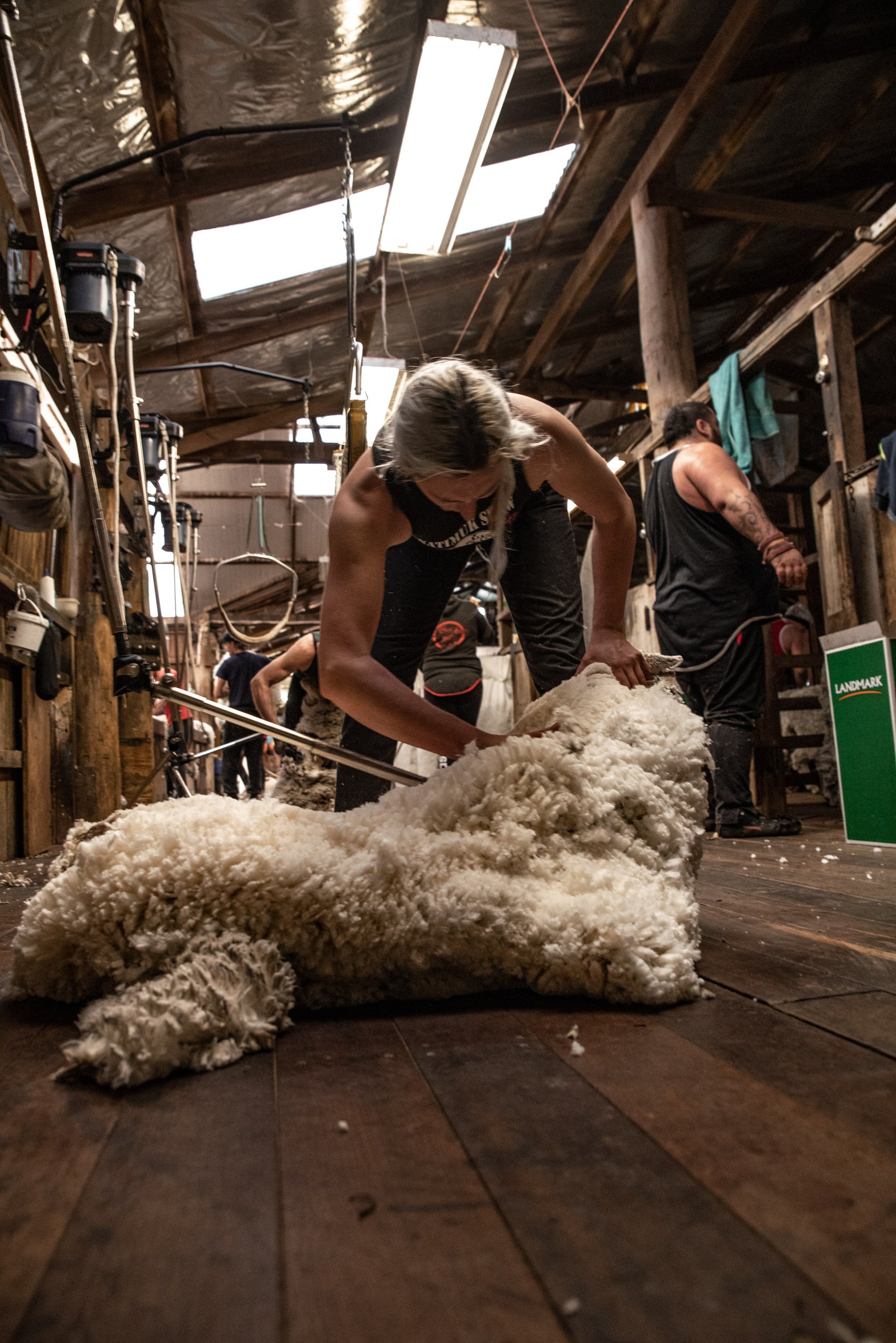 Female shearer shearing a Merino sheep.