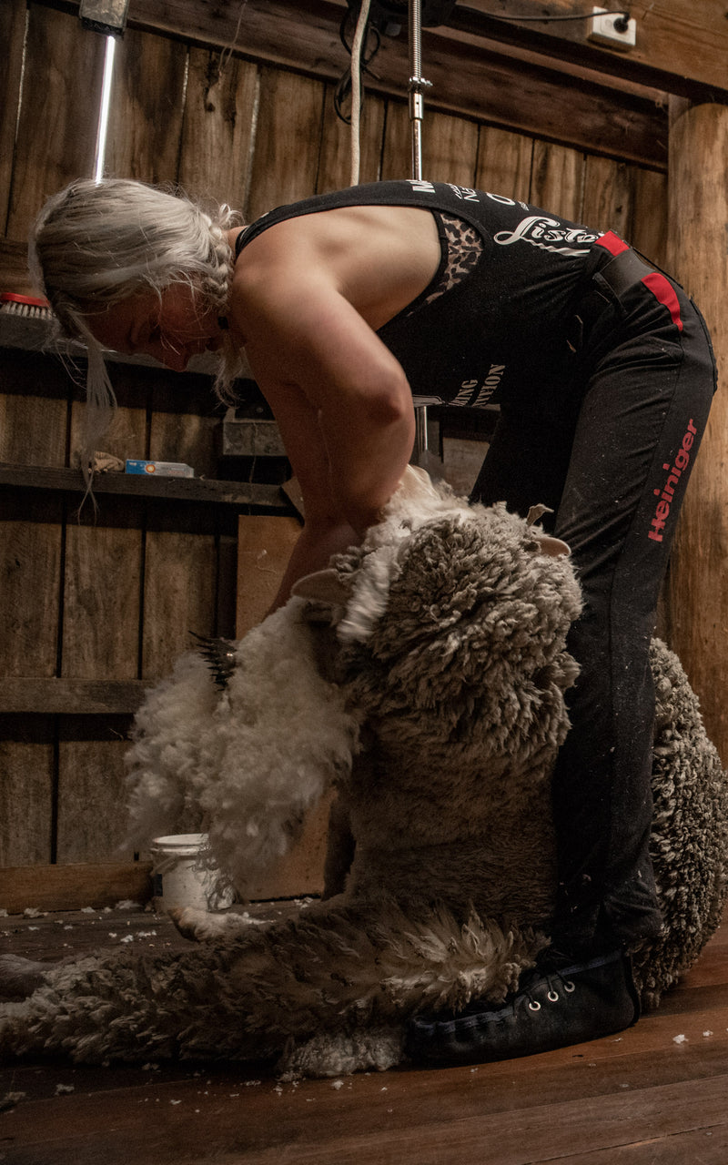 Women shearing a Merino sheep at the Congi station
