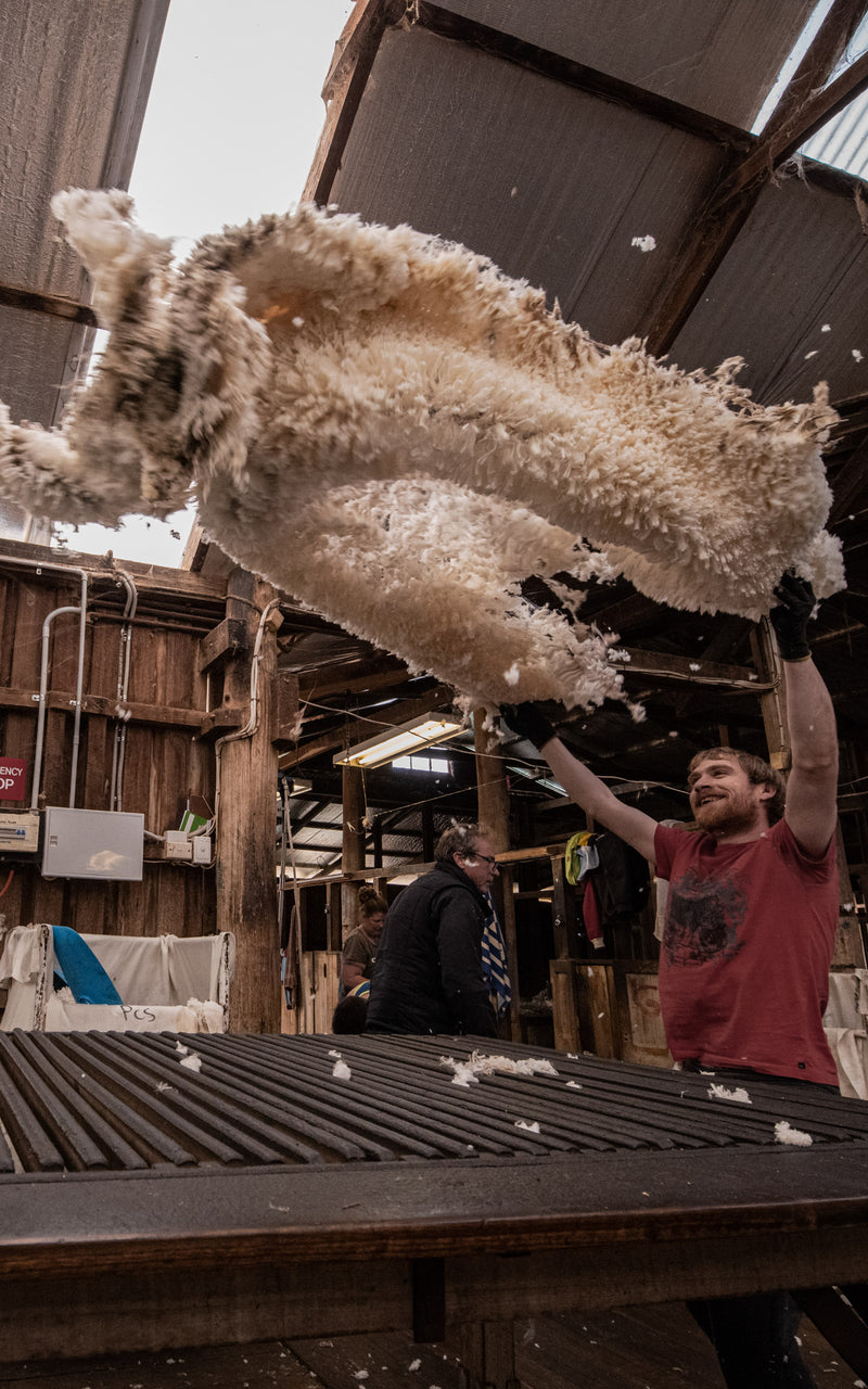 Man throwing a Merino fleece on a sorting table