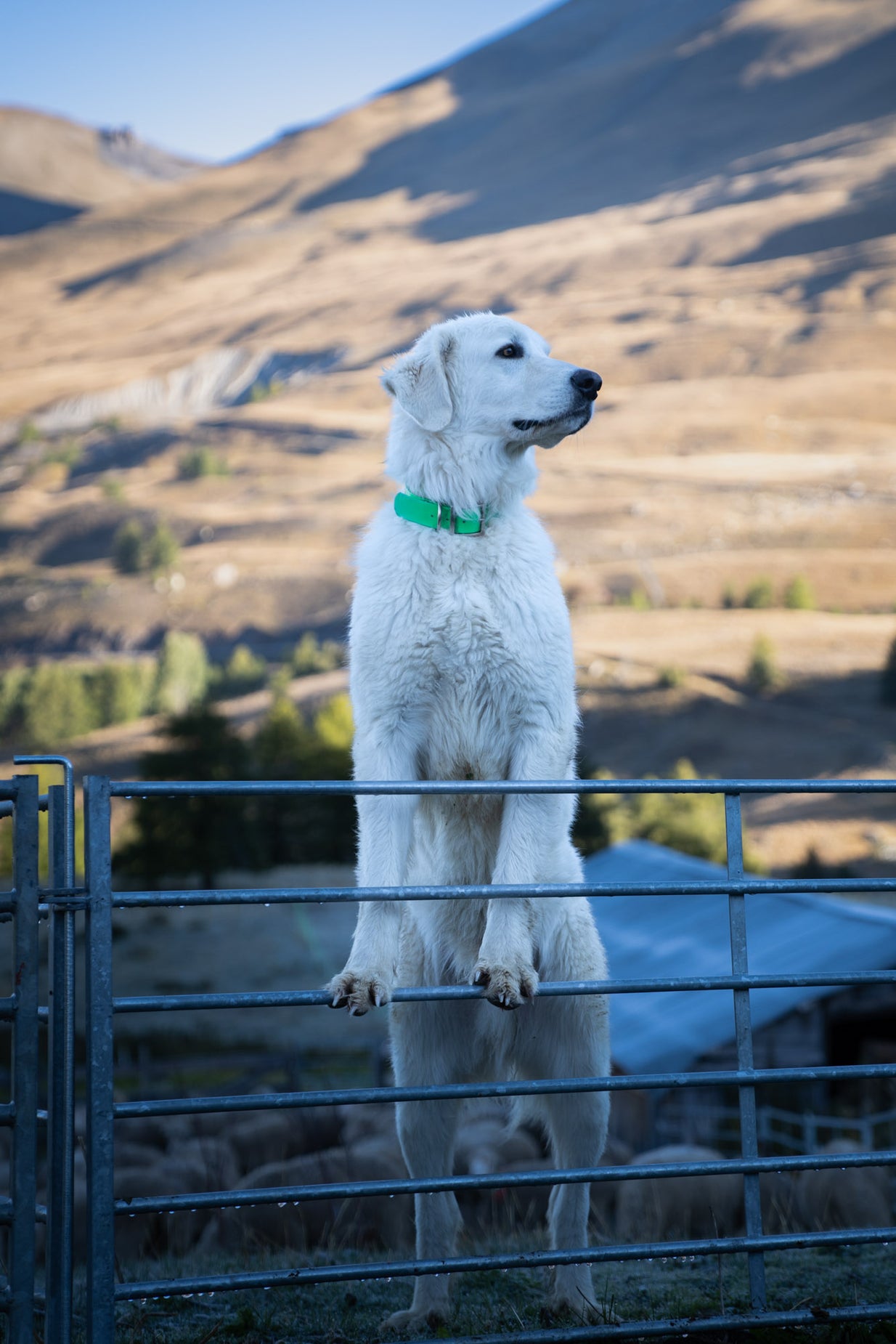 Pyrenean mountain dog standing on fence and looking in the distance.