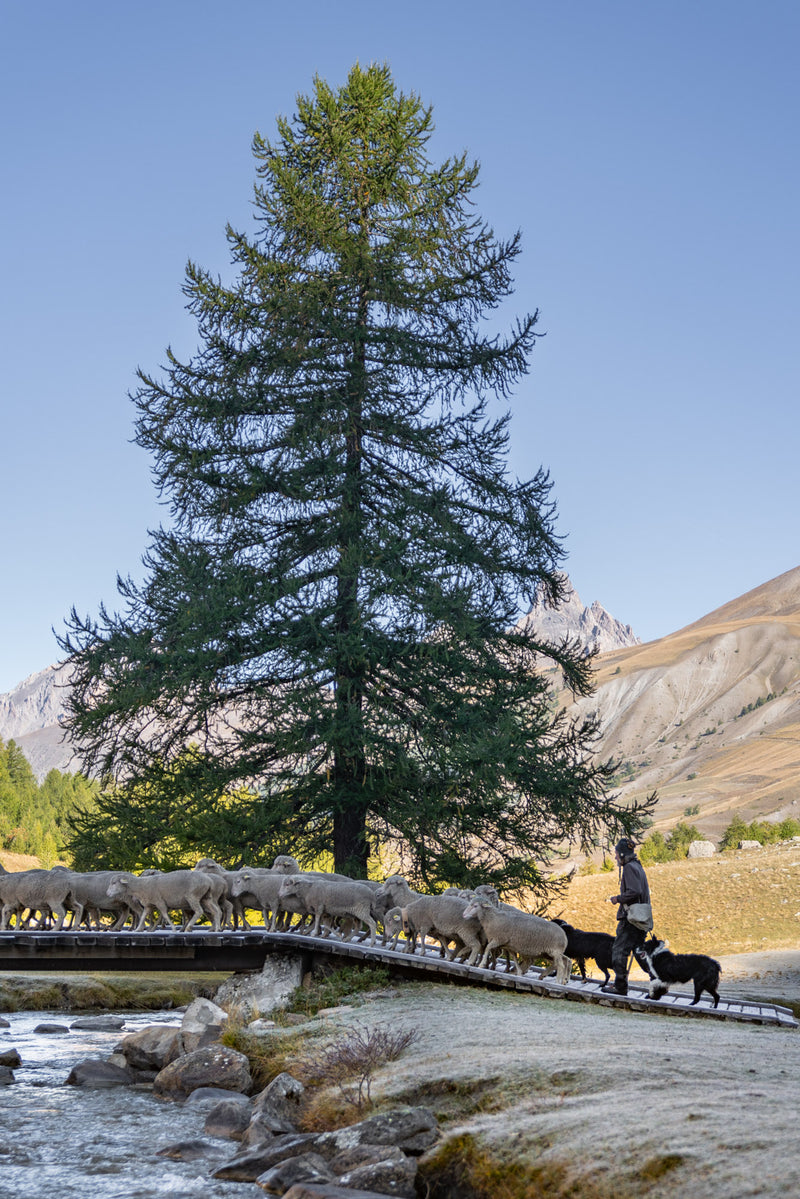 Shepherd with flock in crossing river over bridge.