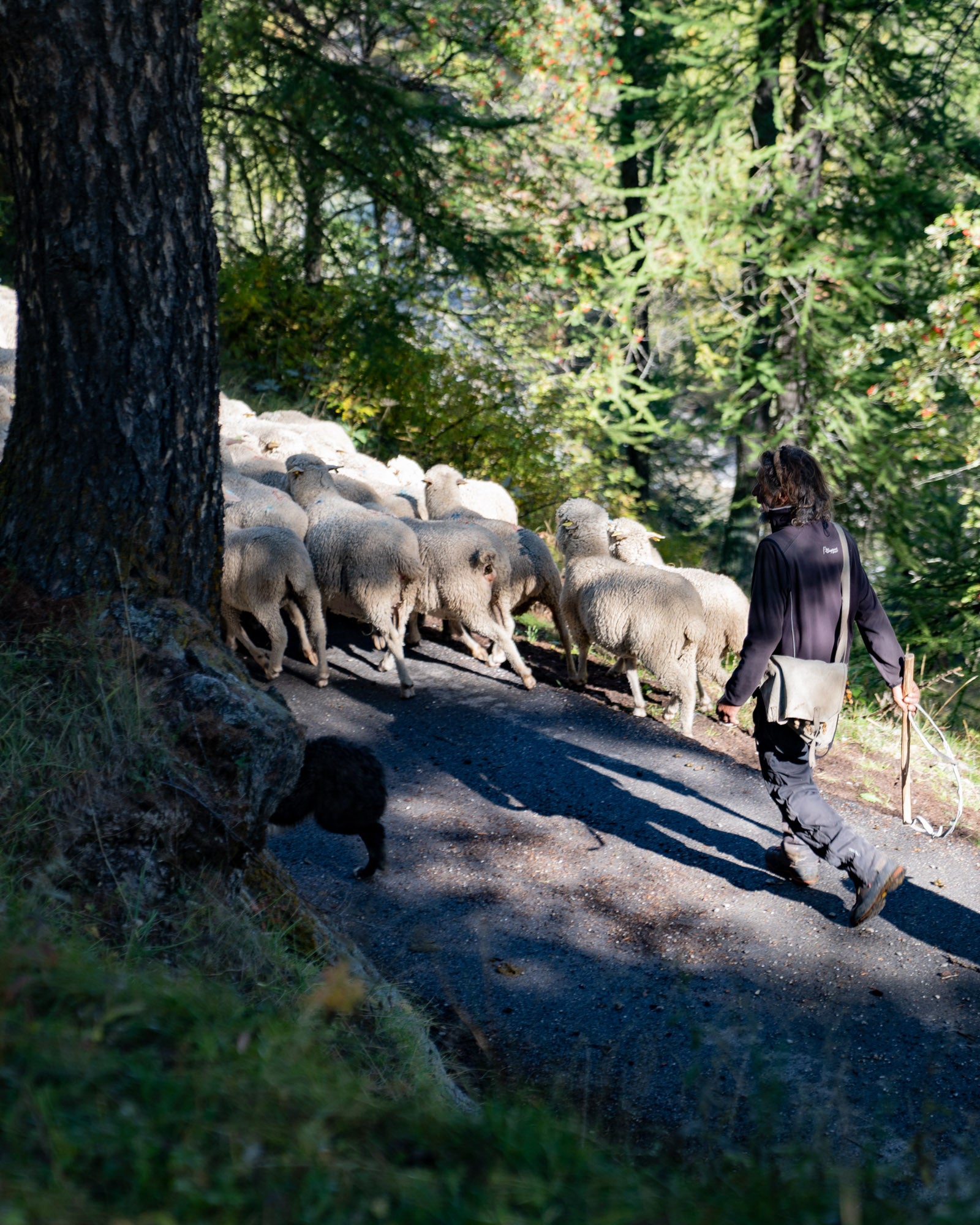Shepherd with flock walking down a path.