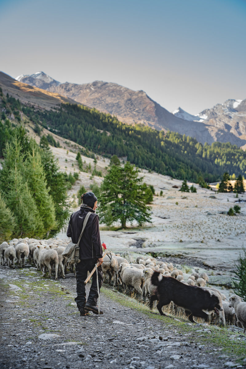 Shepherd with flock and dog on peddle path with French alps in background
