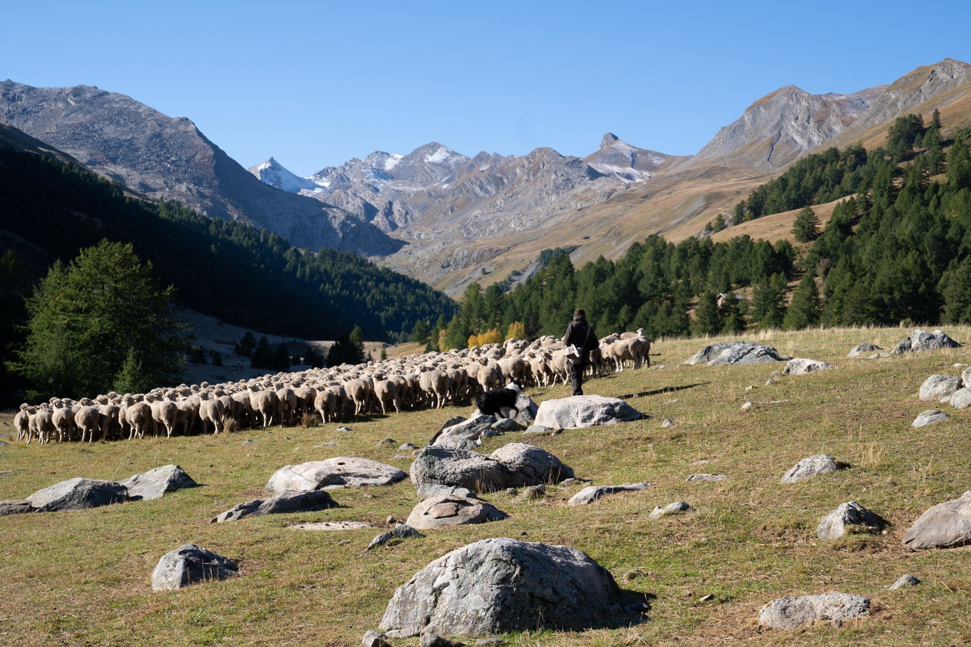 Shepherd with flock in the meadow with French alps in background