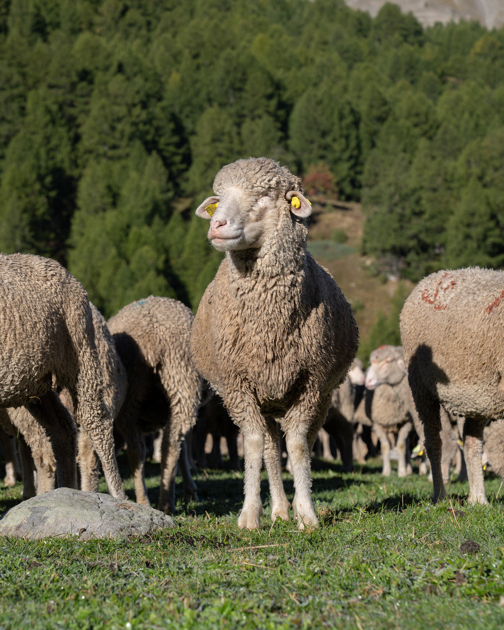 Merino d'Arles sheep in grassland posing in the sun.