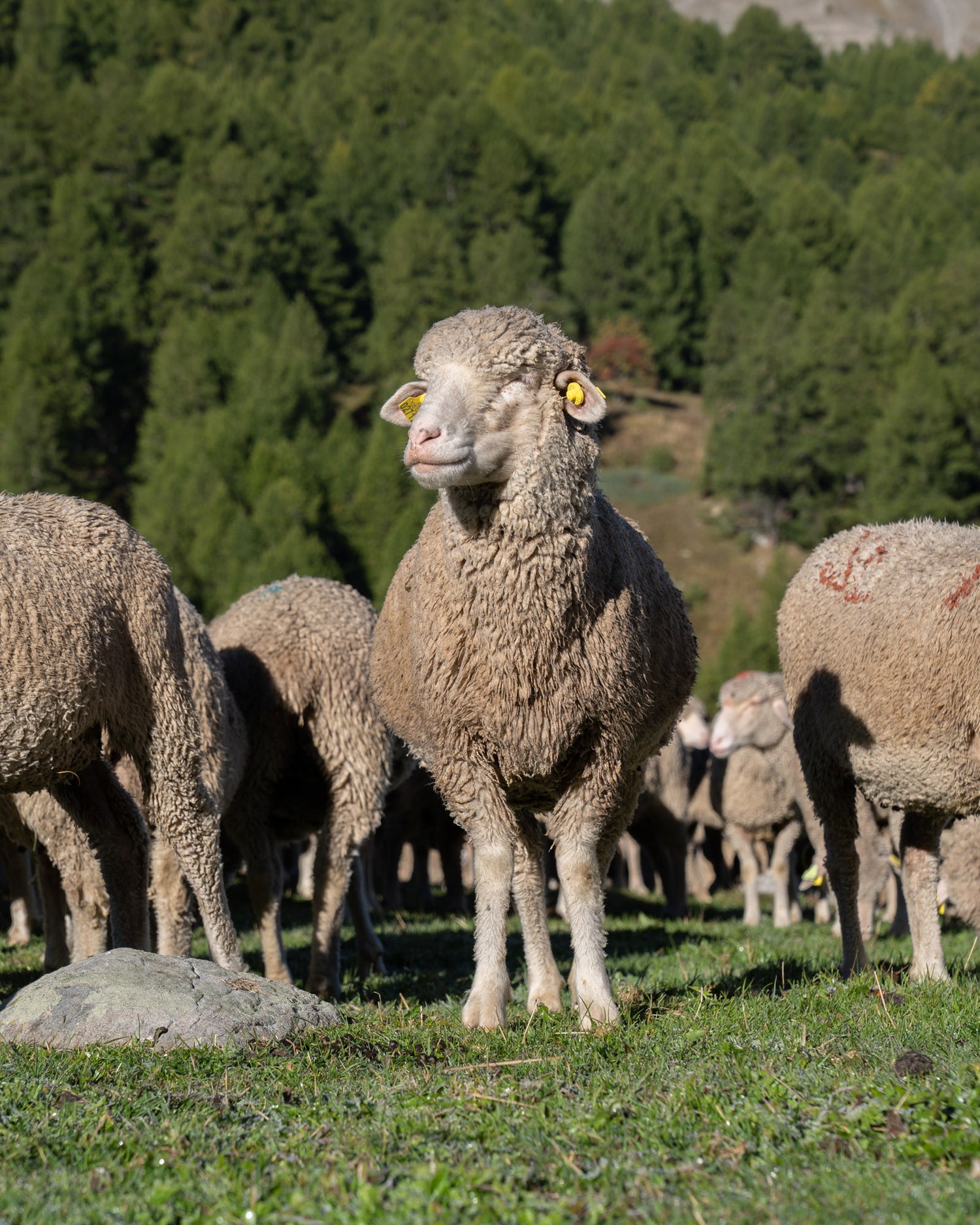 Merino d'Arles sheep in grassland posing in the sun.