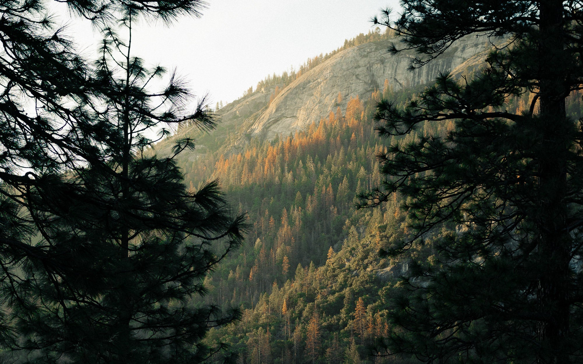 Autumn Trees on a hillside
