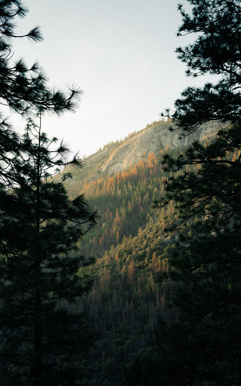 Autumn Trees on a hillside