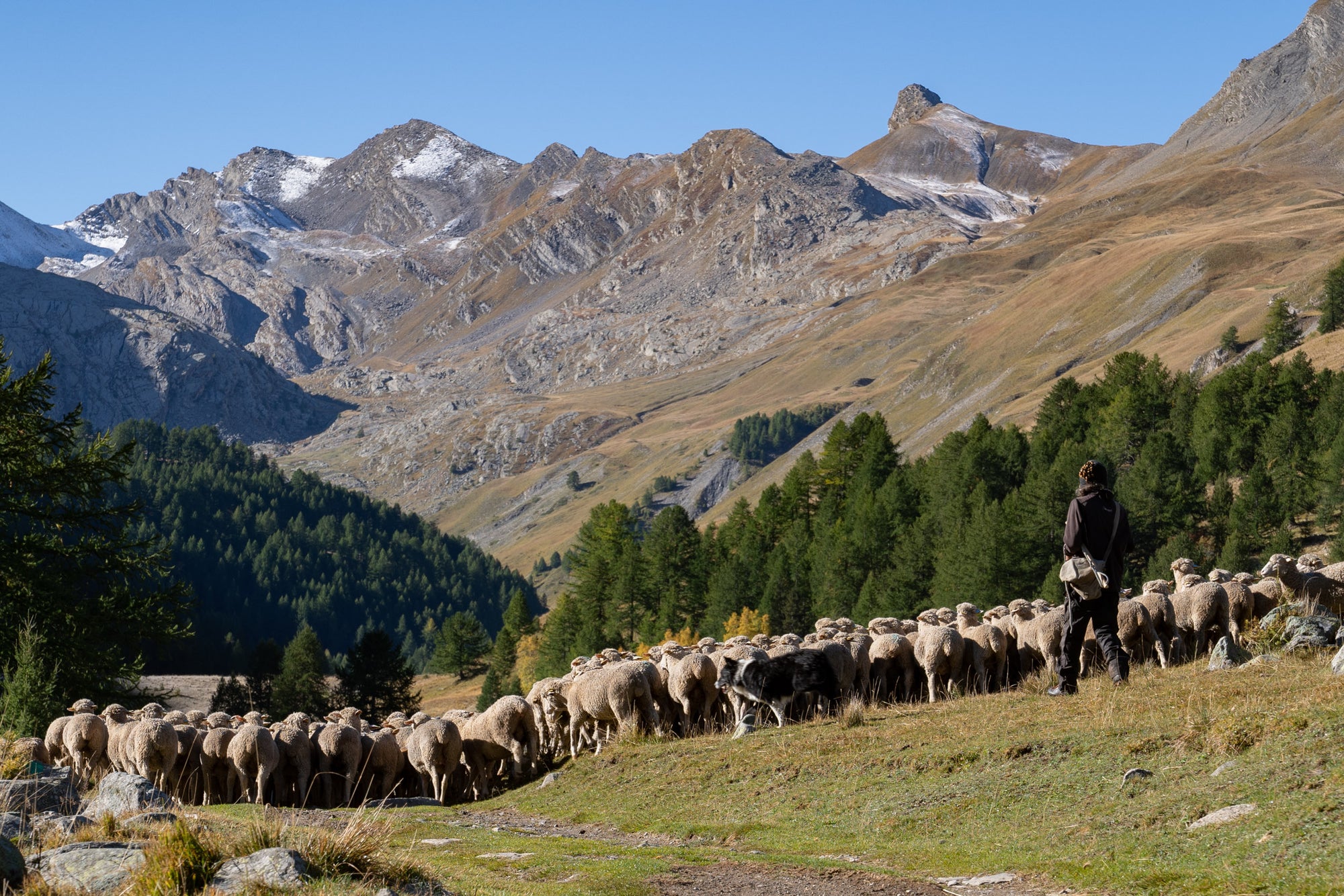 Shepherd herding a flock of Merino d'Arles sheep on the meadows of Vallon de Lauzanier